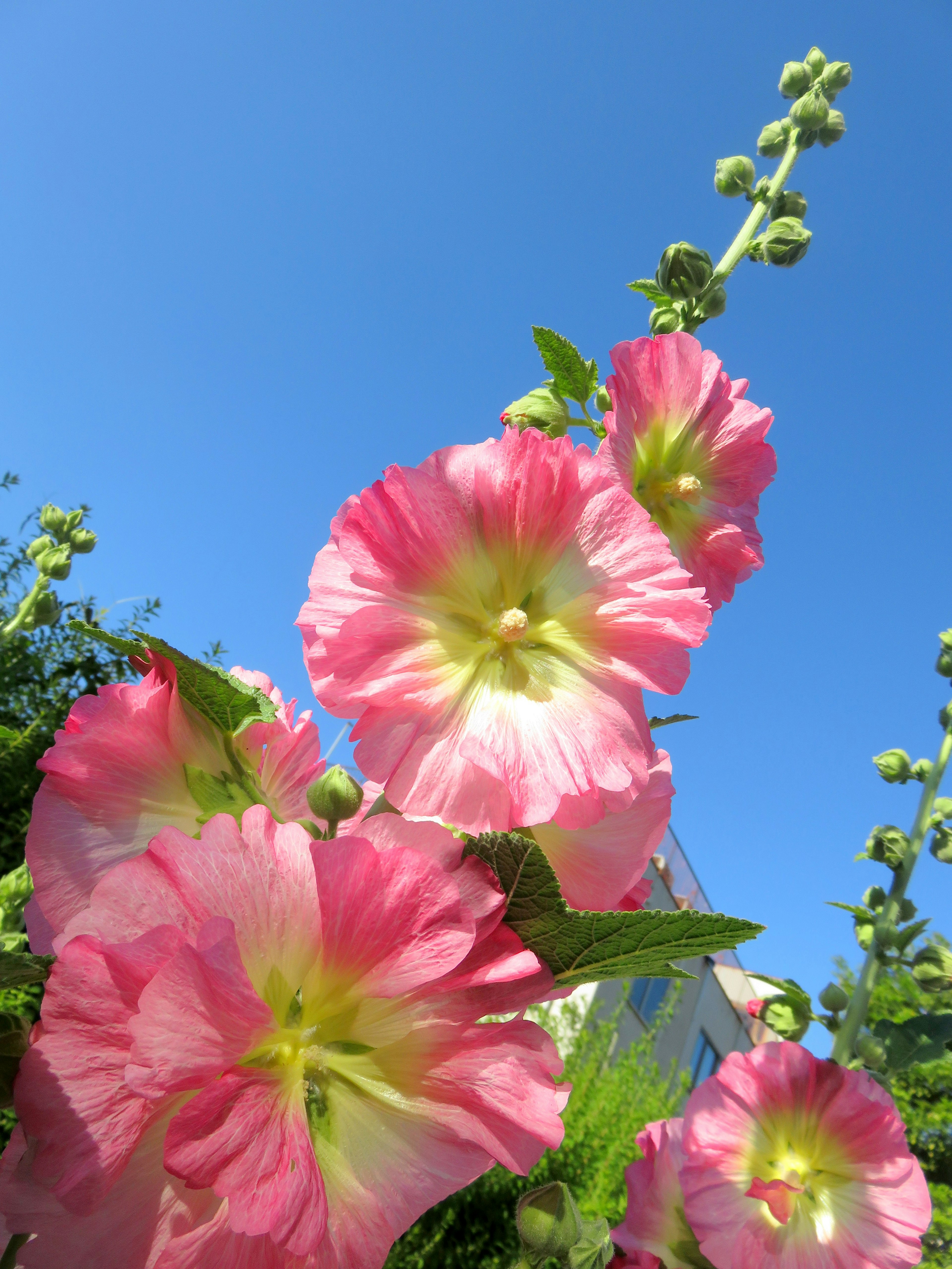 Rosa Malvenblüten blühen vor einem klaren blauen Himmel