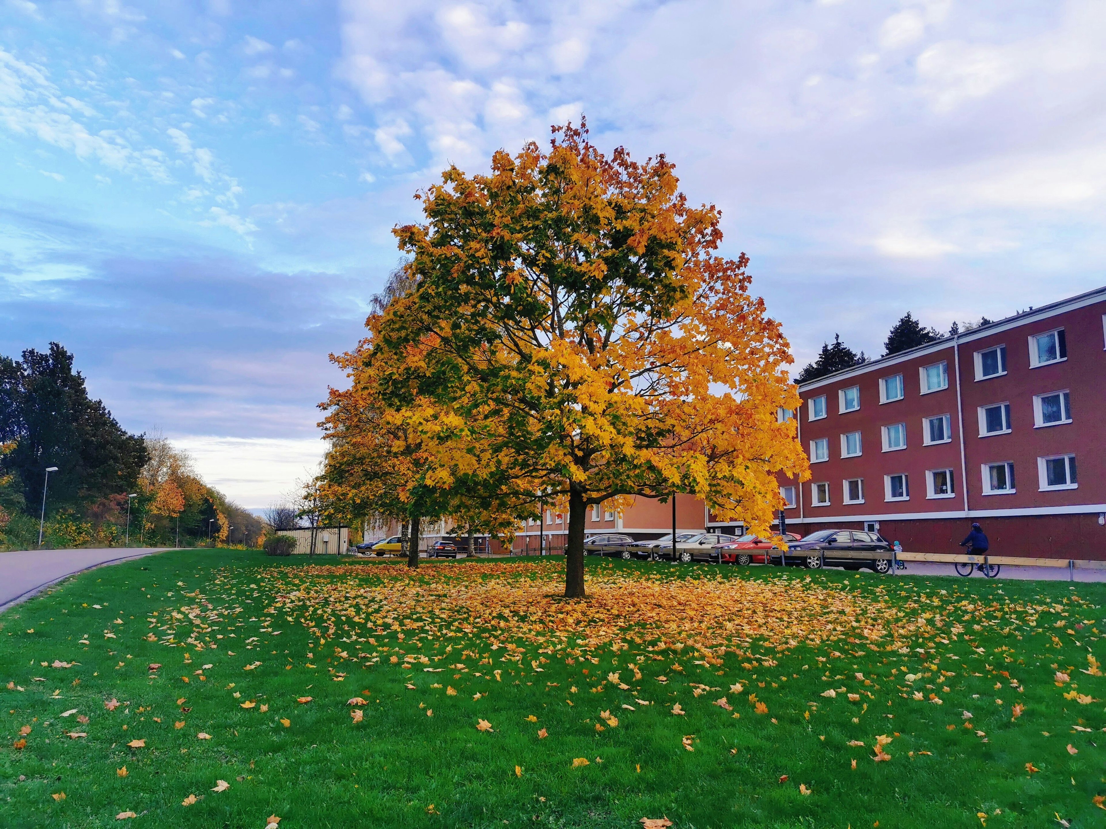 Grand arbre avec des feuilles d'automne vibrantes et feuillage tombé environnant