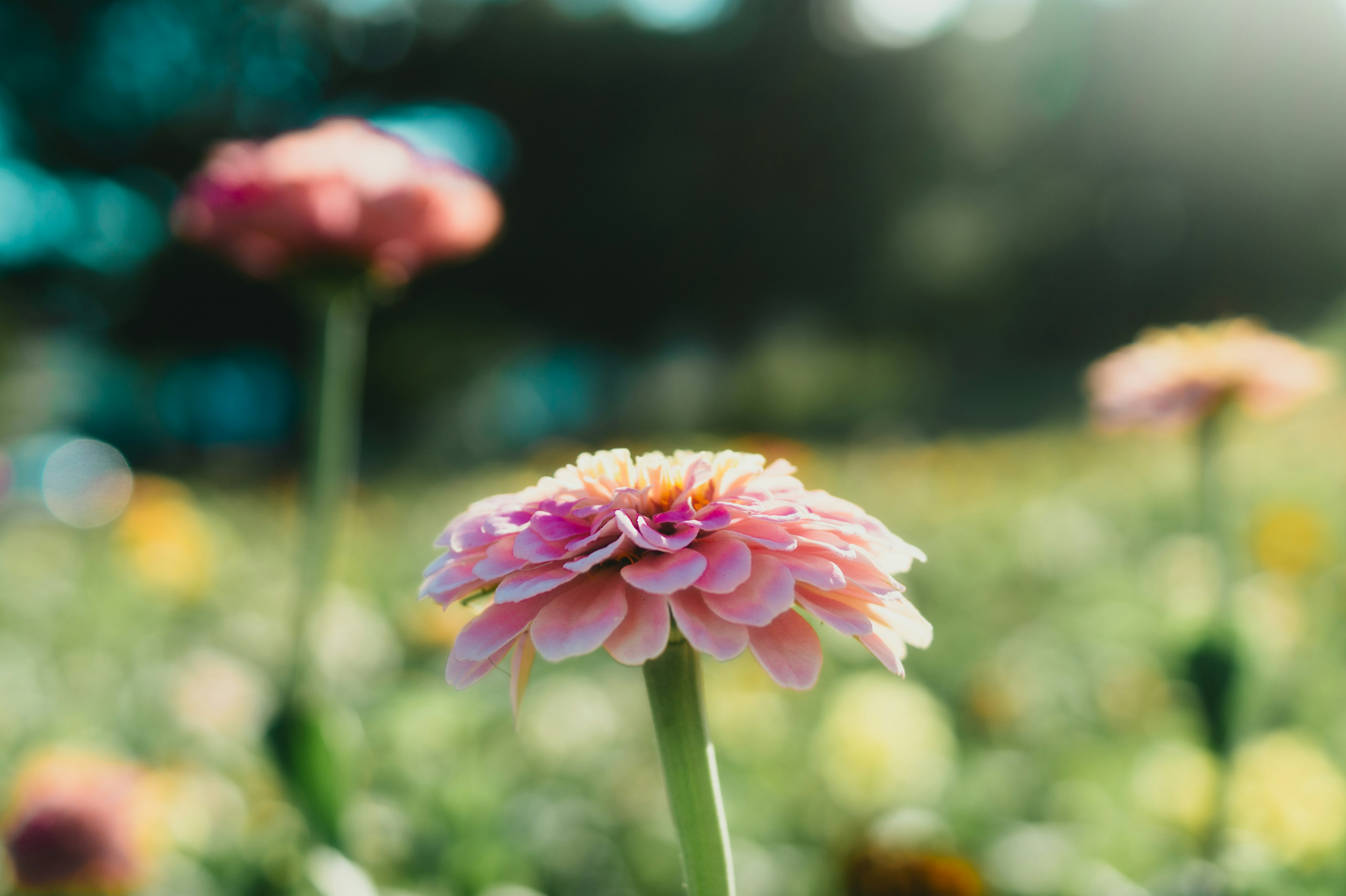 Close-up bunga pink di ladang bunga yang cerah