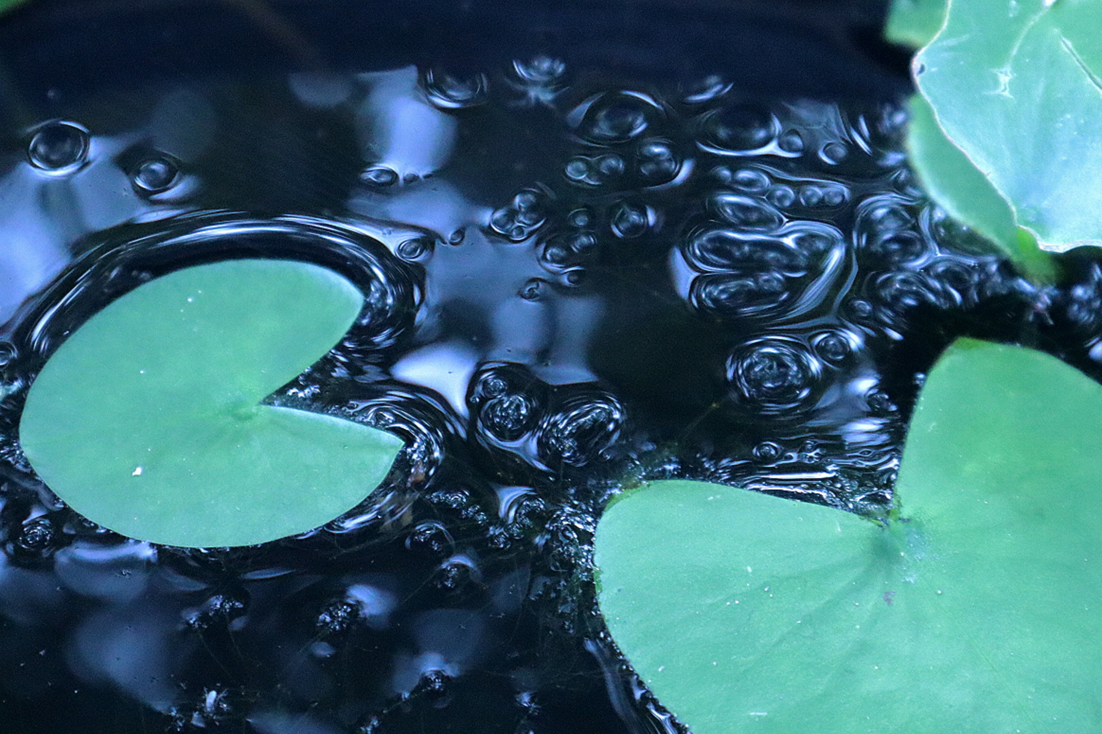 绿色睡莲叶漂浮在水面上，伴有气泡