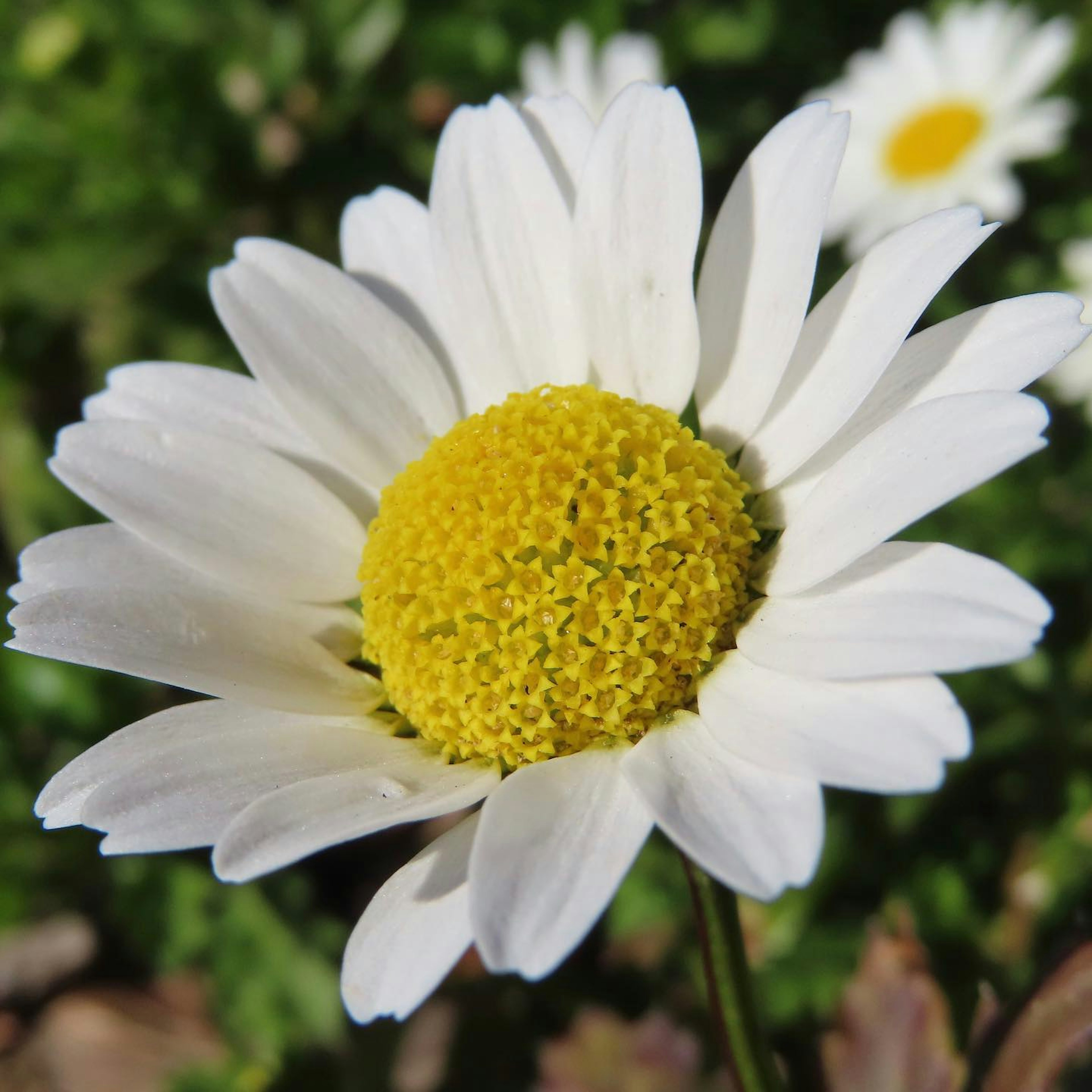 Kedekatan bunga daisy dengan kelopak putih dan pusat kuning