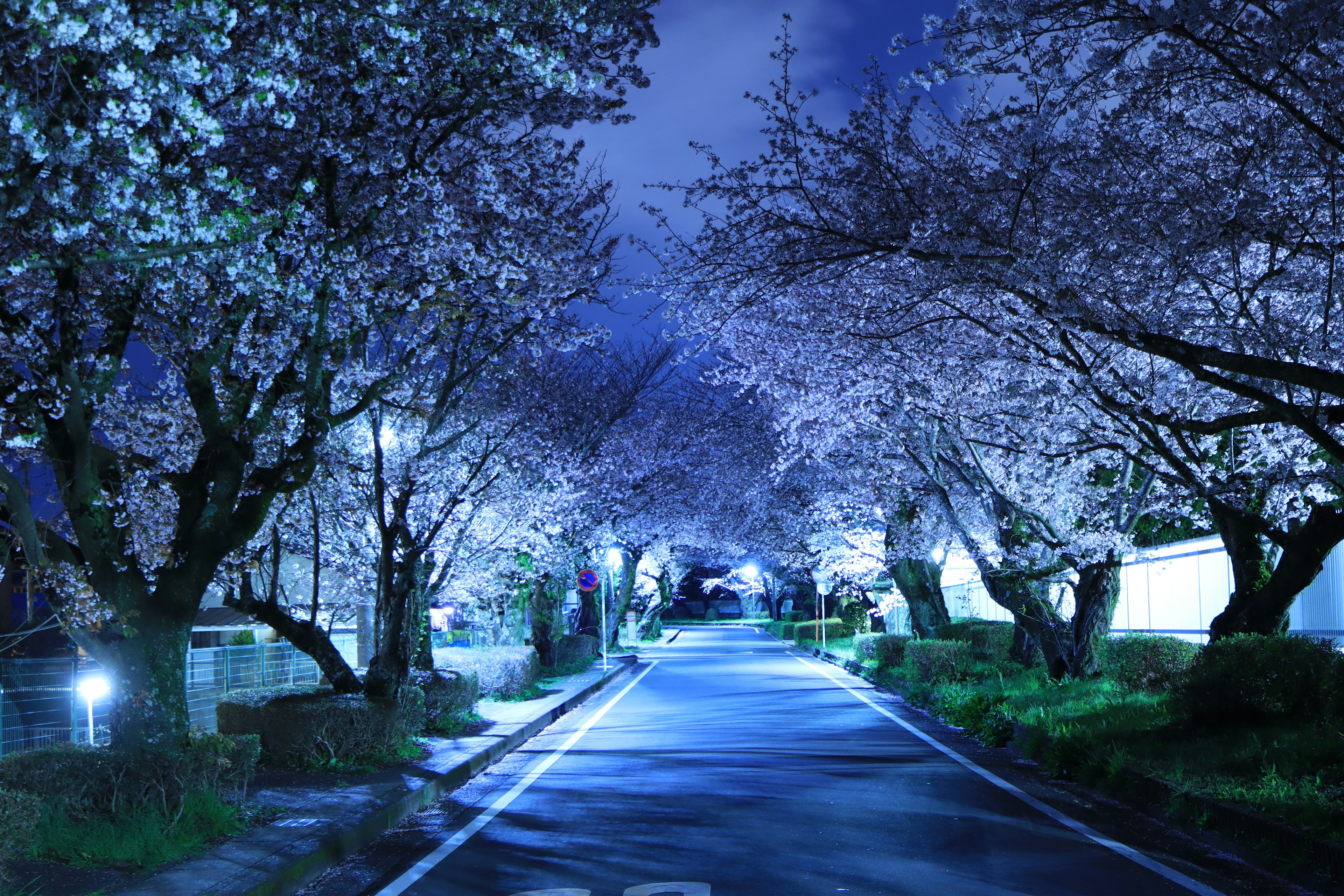 Charmante allée bordée d'arbres en fleurs la nuit