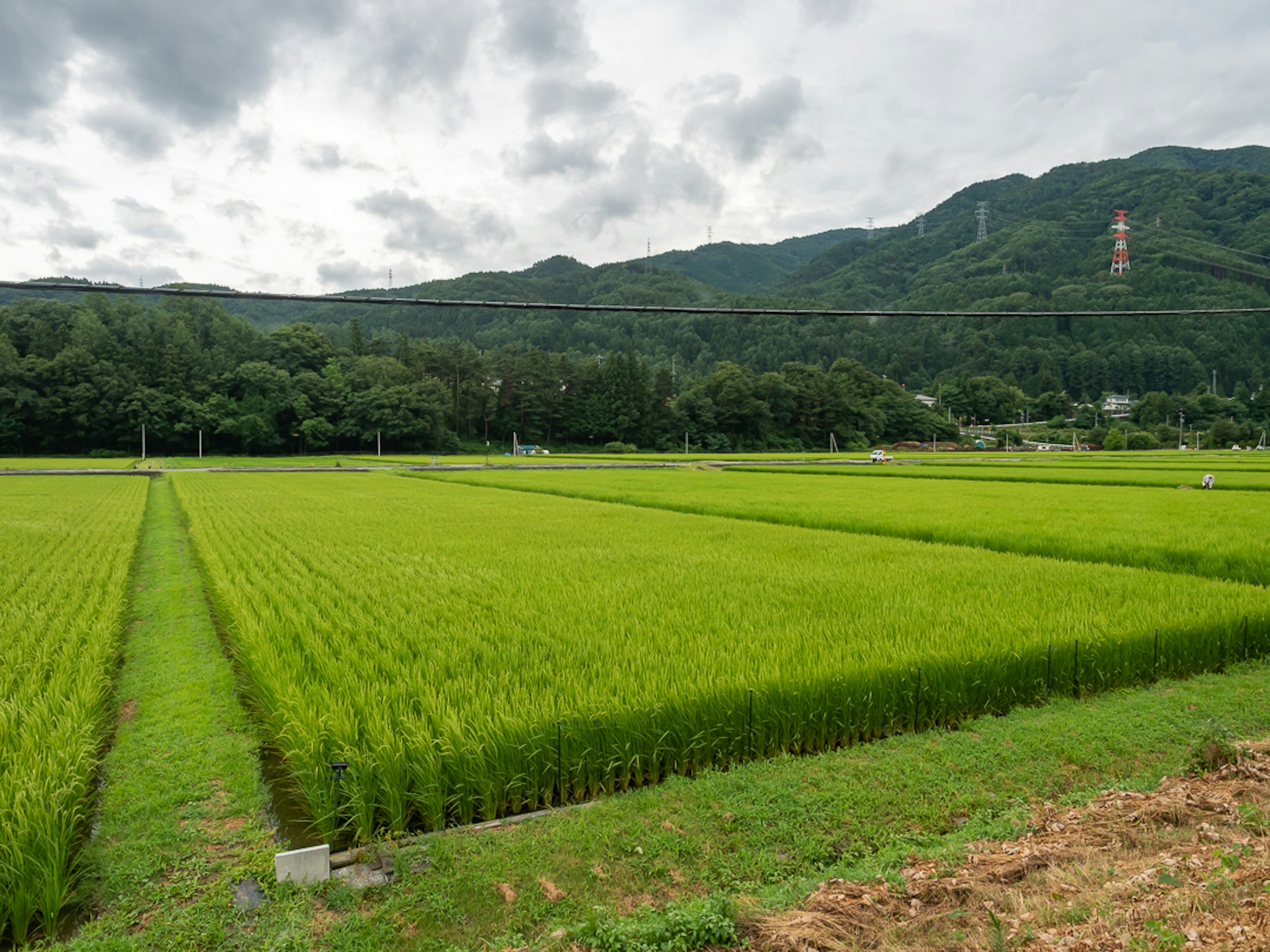 郁郁蔥蔥的稻田與背景中的山脈