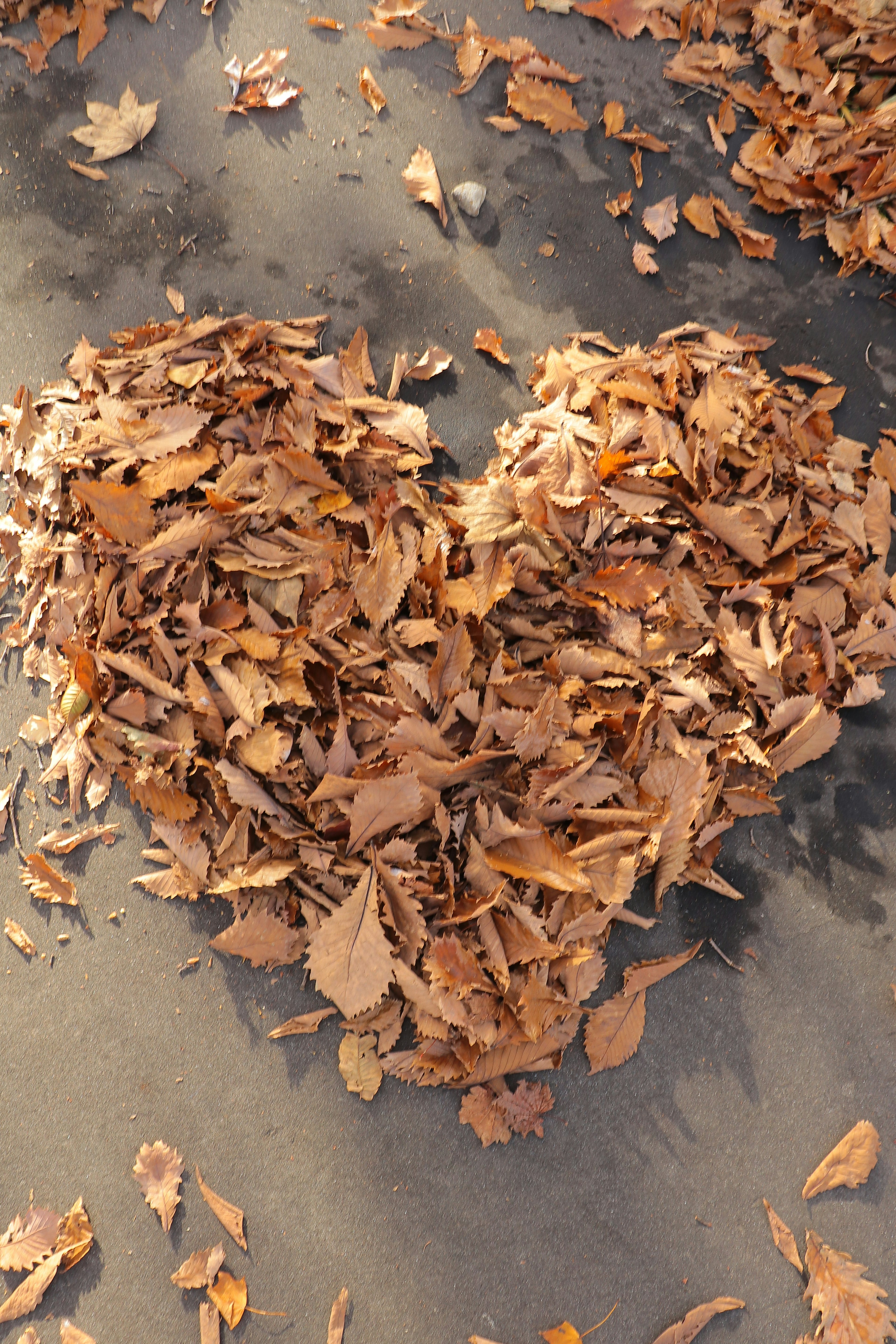 Forme de cœur créée avec des feuilles d'automne