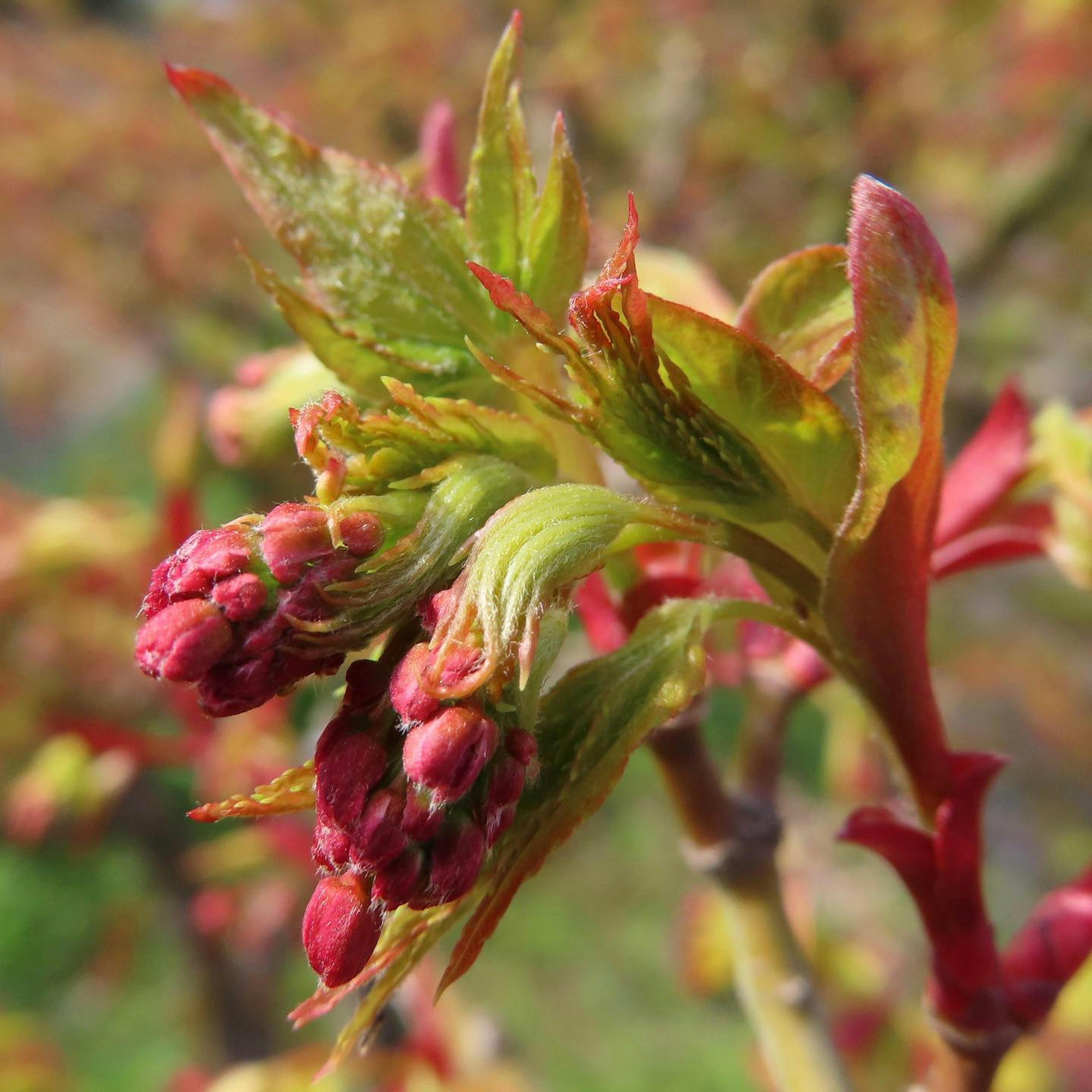 Primo piano di una pianta primaverile con nuove foglie e gemme