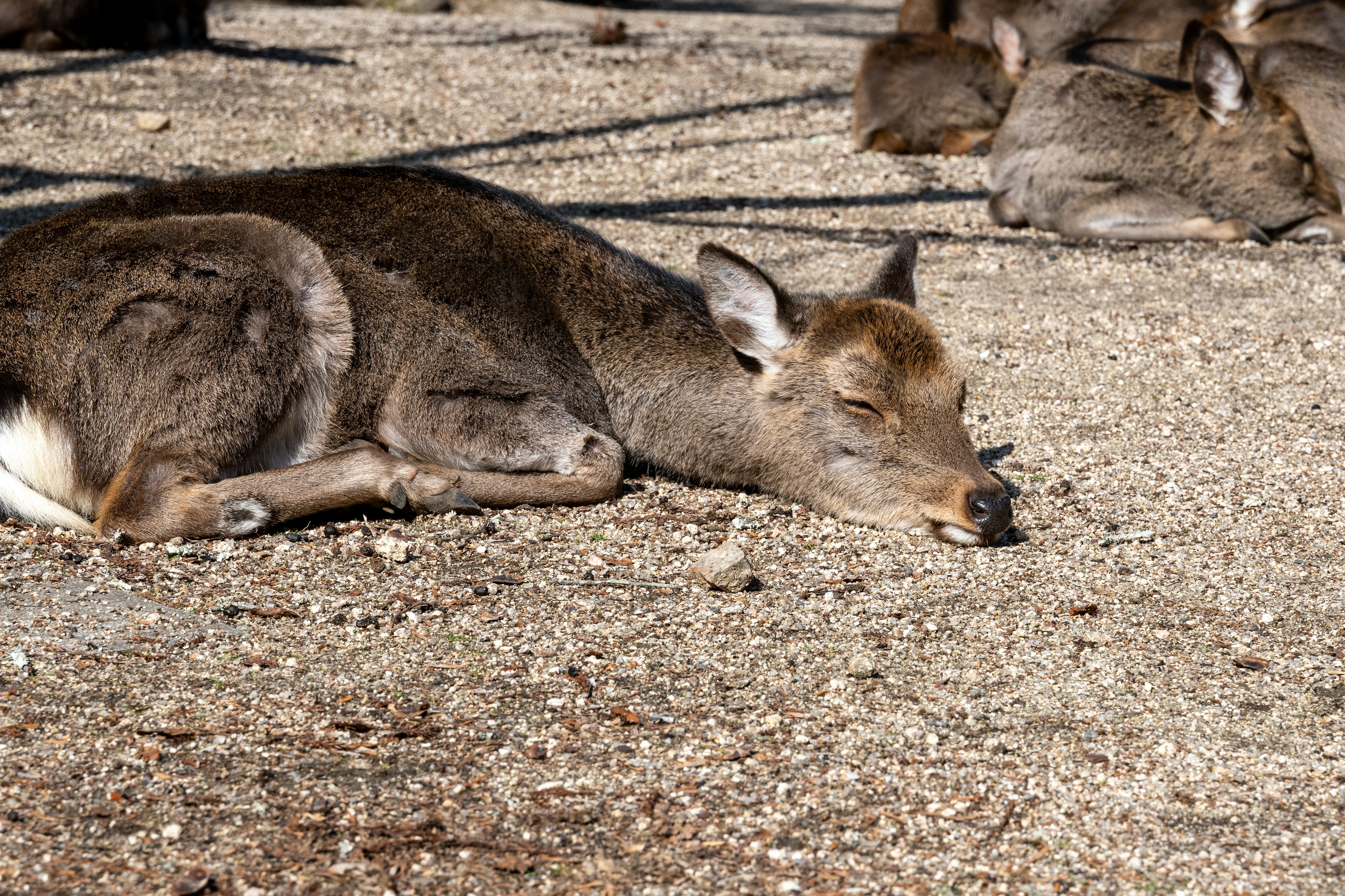 Un cerf reposant sur le sol au soleil