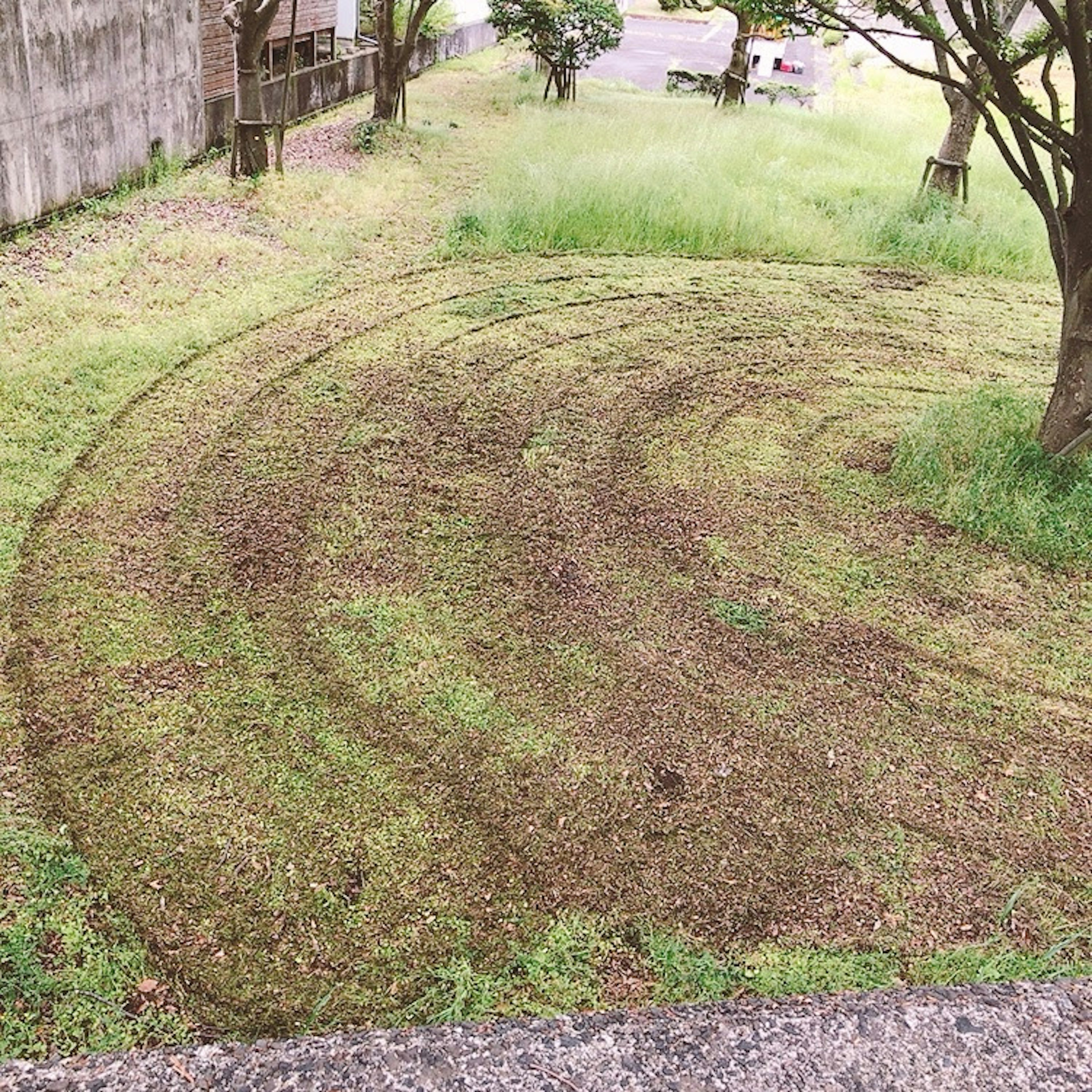 Curved patterns on a grassy yard