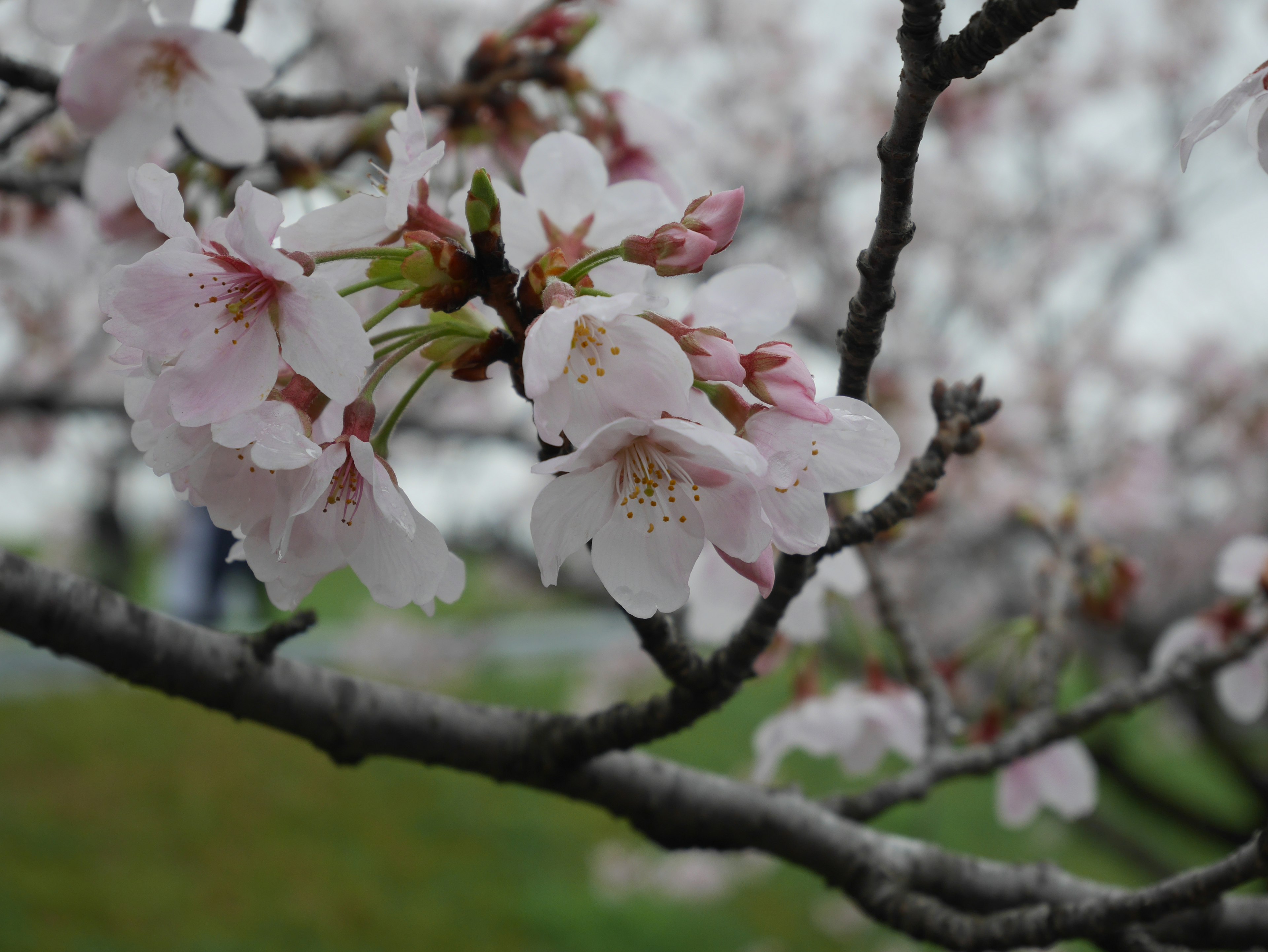 桜の花が咲いている枝のクローズアップ柔らかいピンク色の花びらと緑の葉が特徴