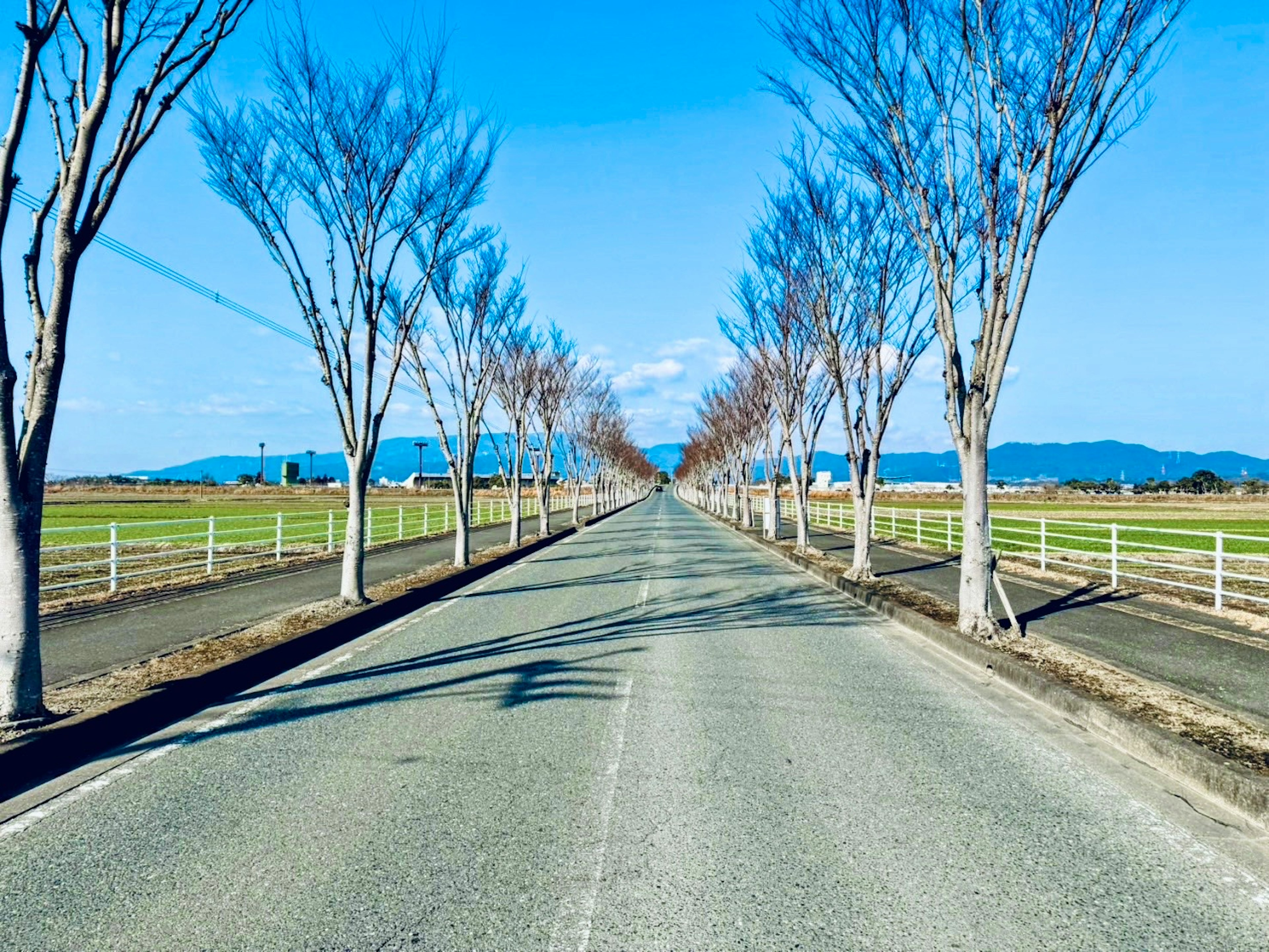 Paved road leading under blue sky with lined trees