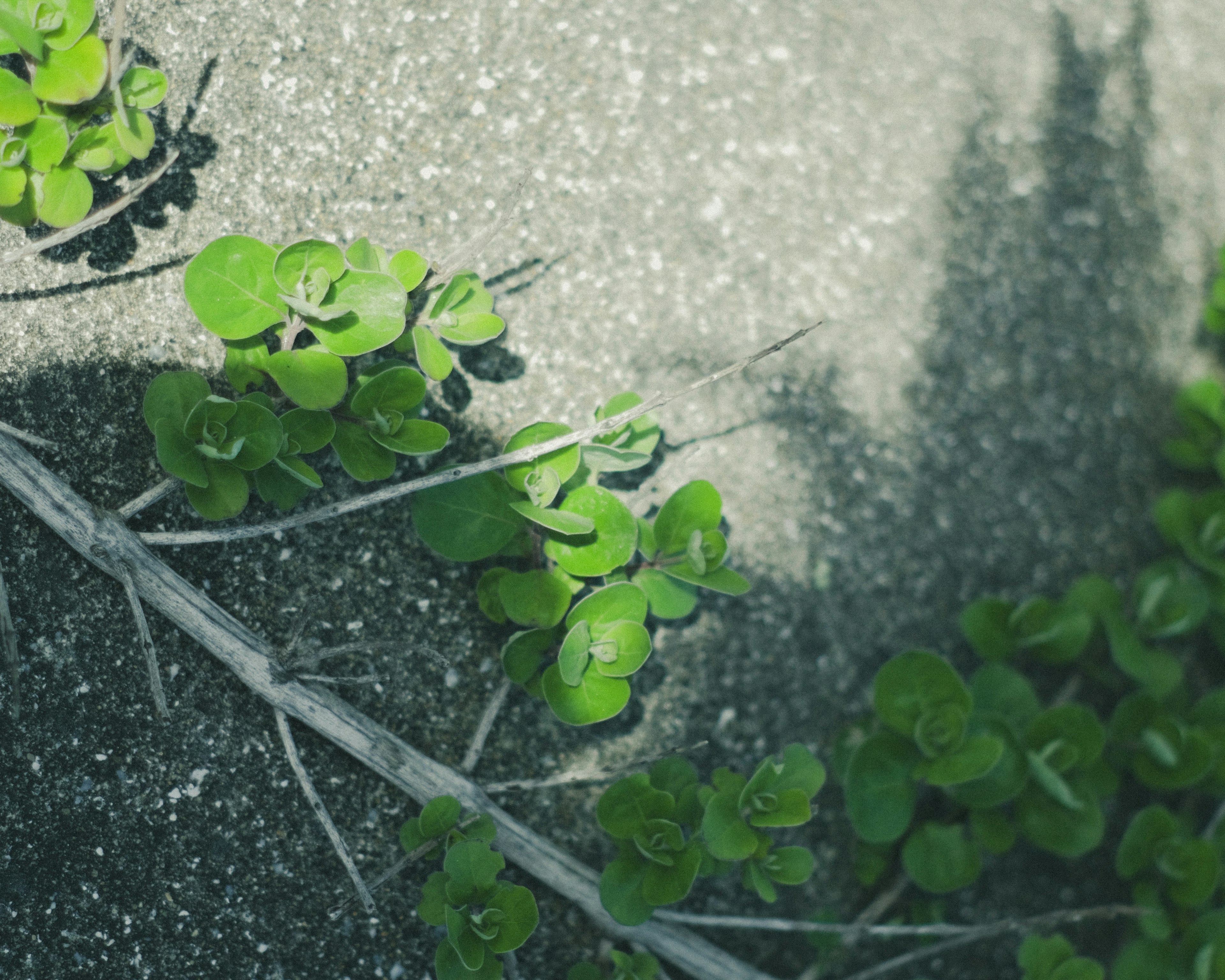 A branch with green leaves spreading over a concrete surface