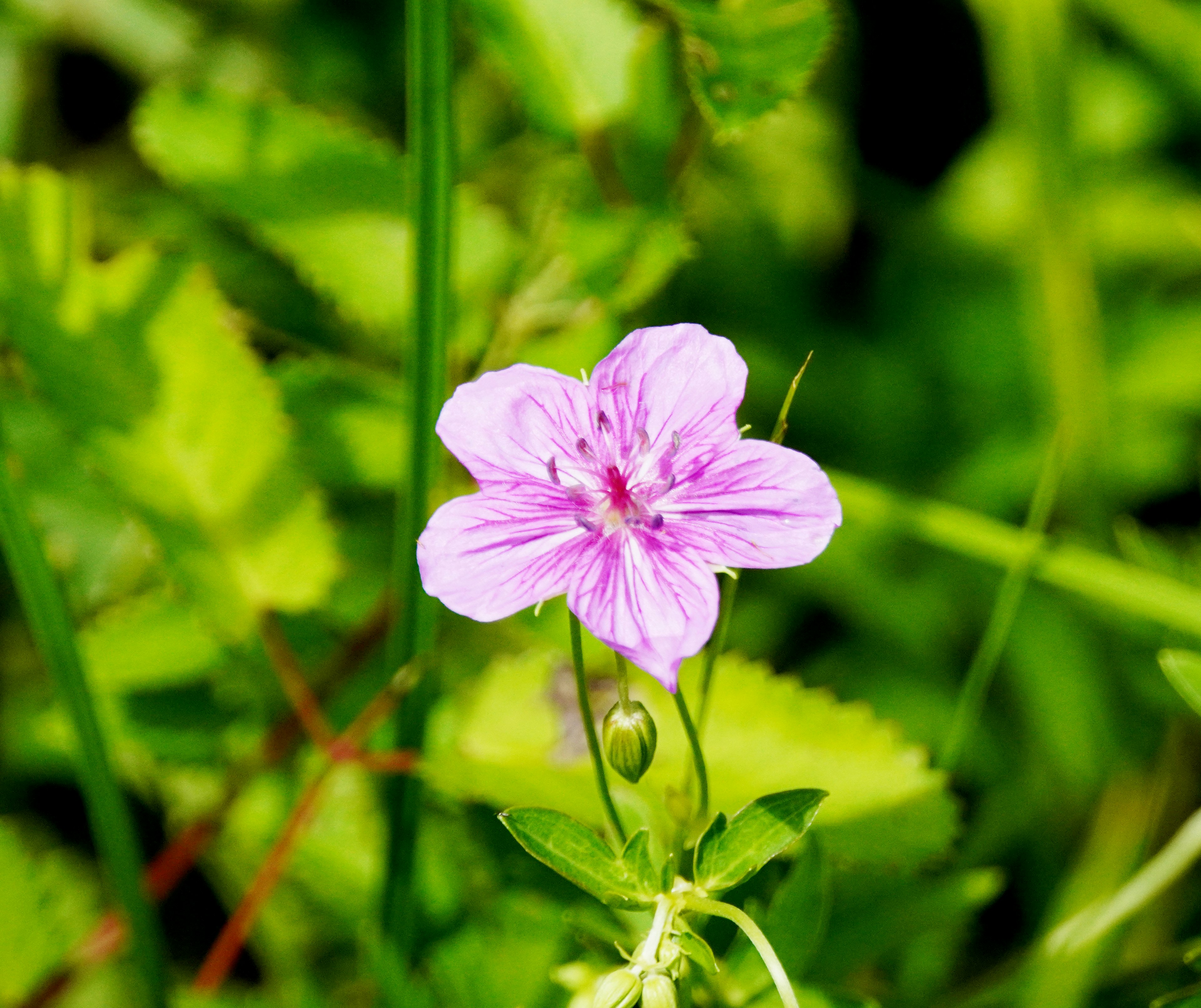 Un fiore rosa che sboccia tra foglie verdi