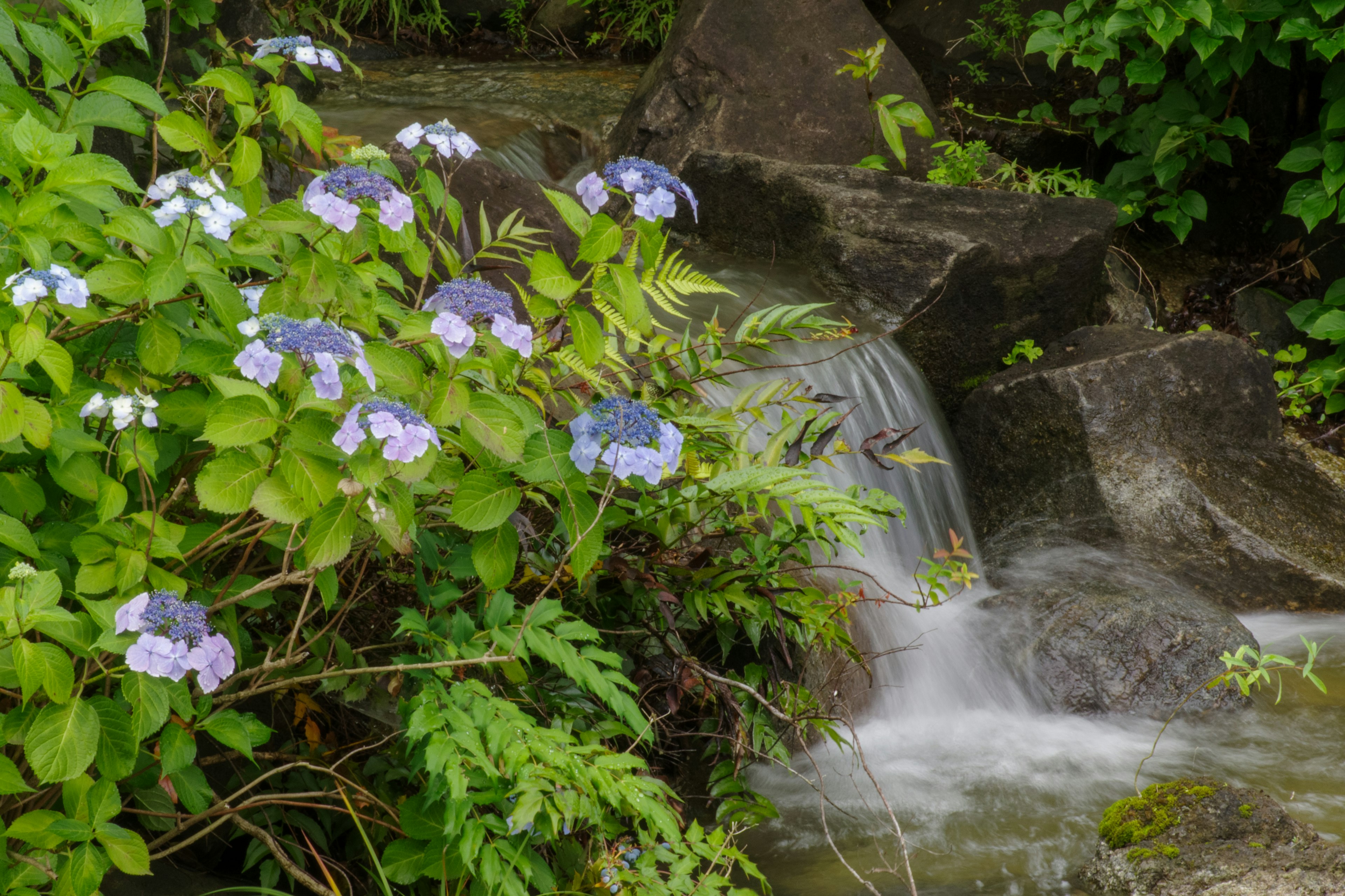 Ein ruhiger Bach, der durch üppiges Grün mit blau-violetten Blumen fließt