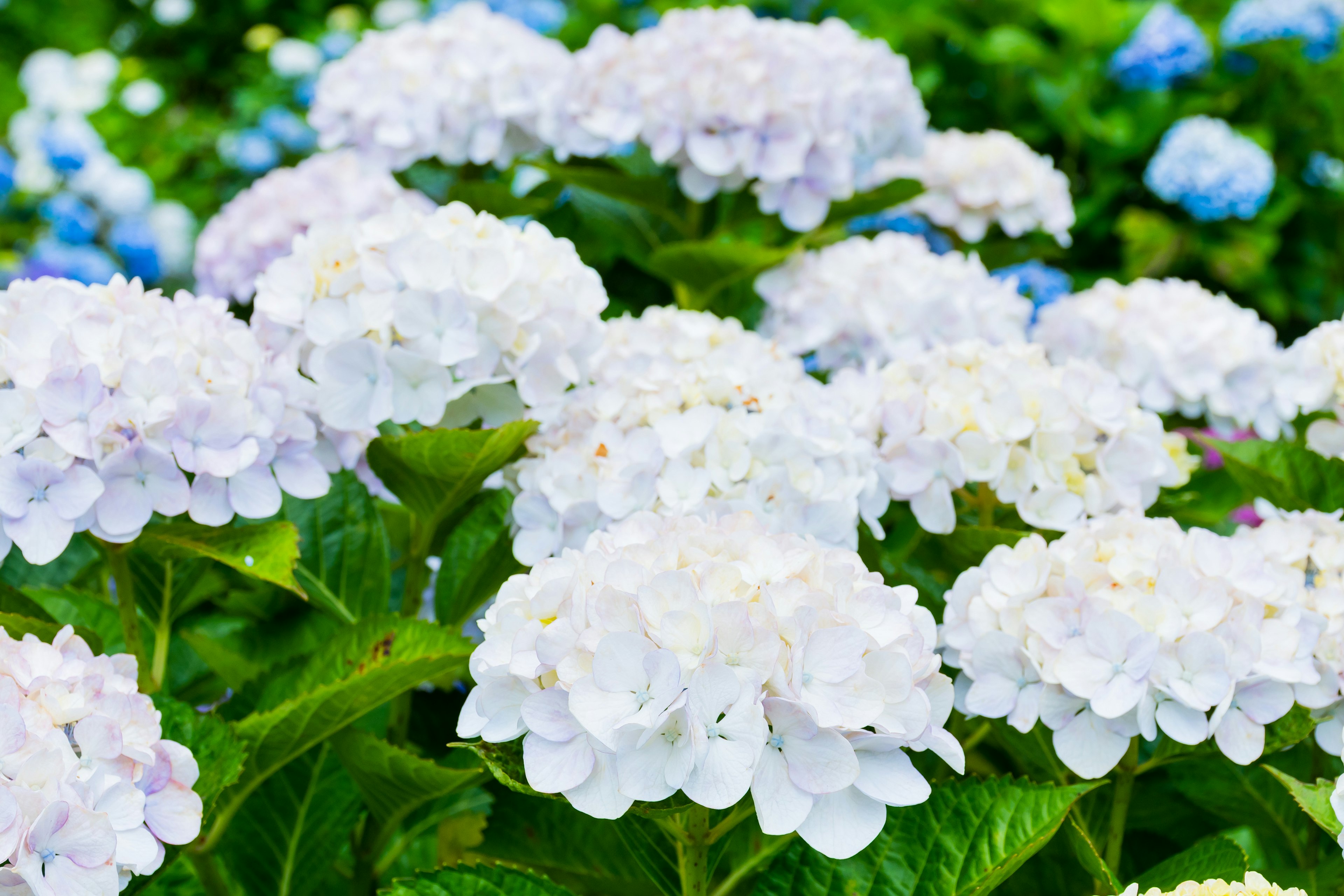 Fiori di ortensia bianchi in fiore con fiori blu sullo sfondo