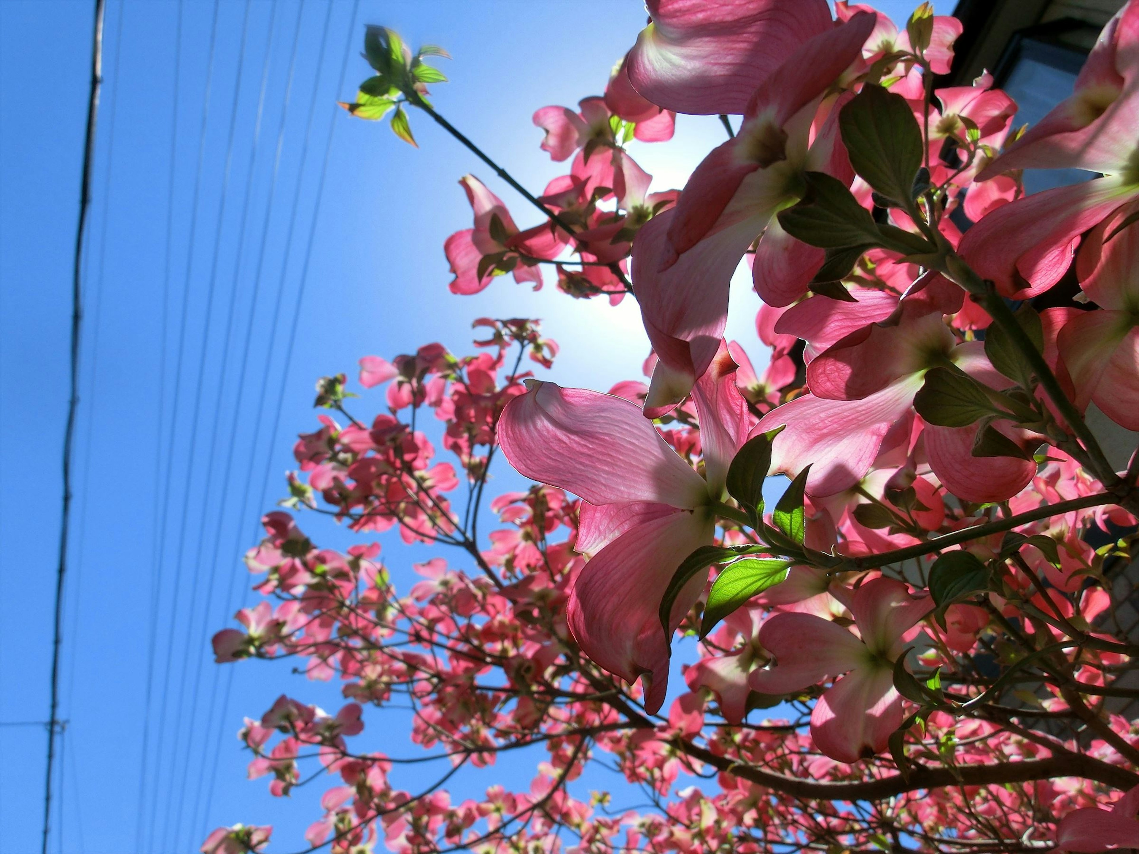 Pink flowers blooming on a dogwood tree against a blue sky