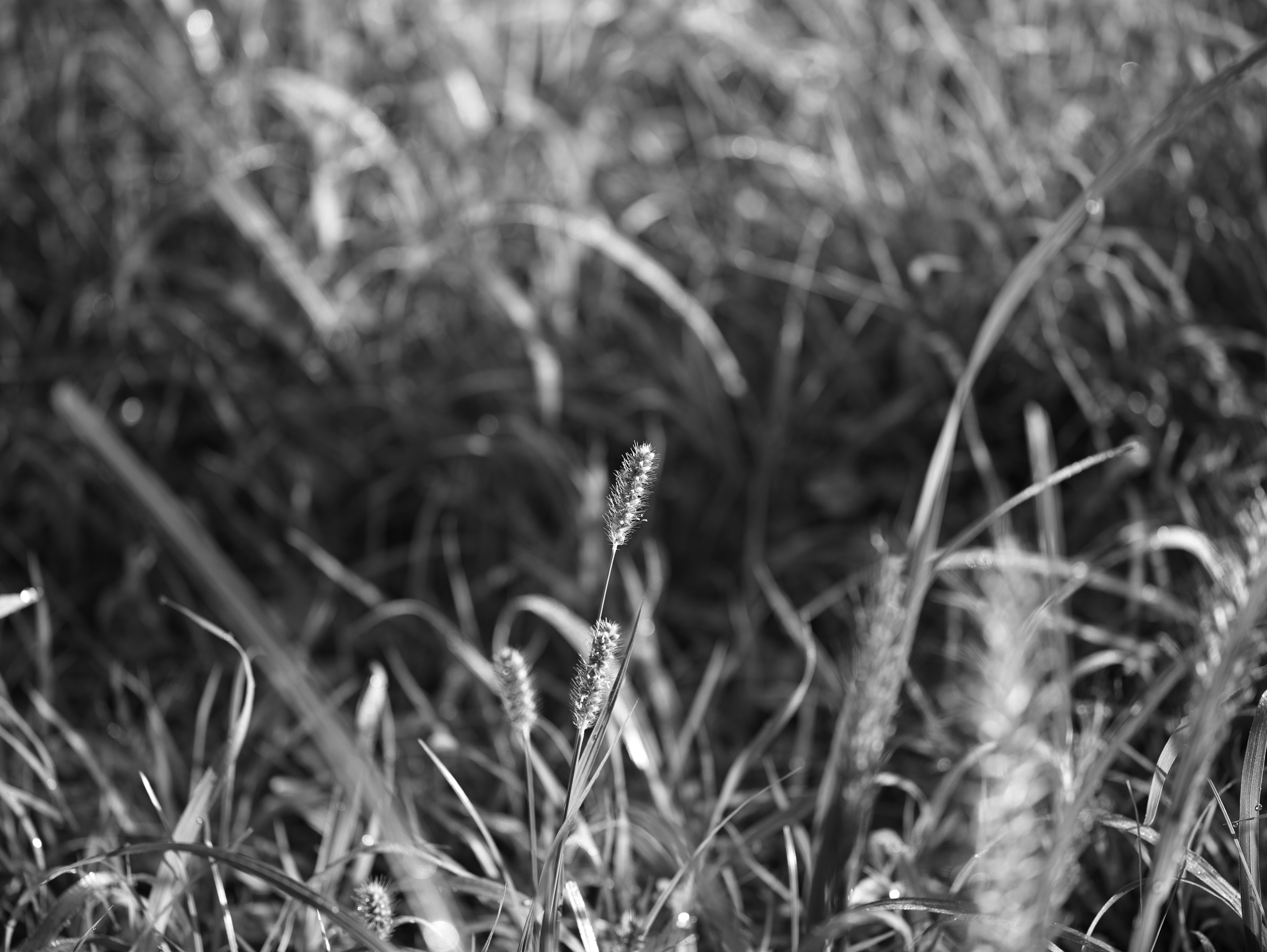 Photographie en noir et blanc d'un champ d'herbe avec des brins d'herbe au premier plan