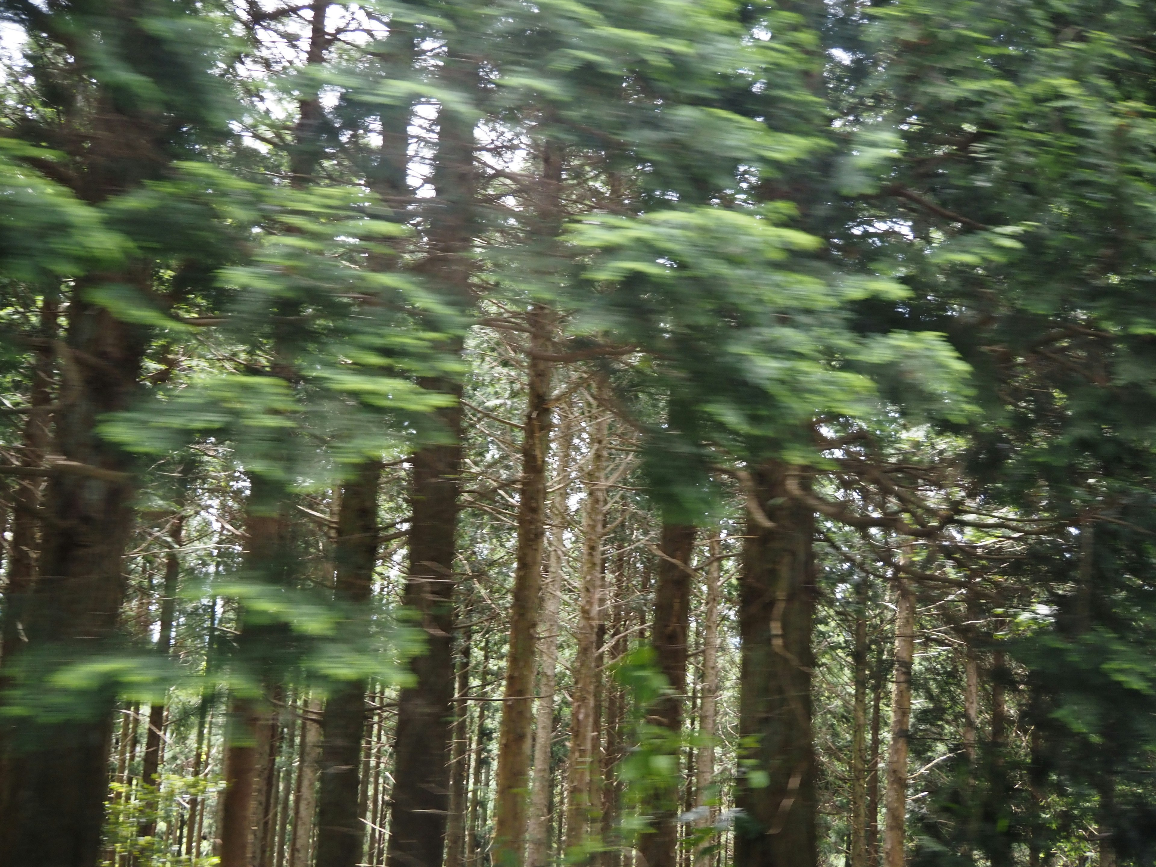 Blurred view of trees swaying in the wind