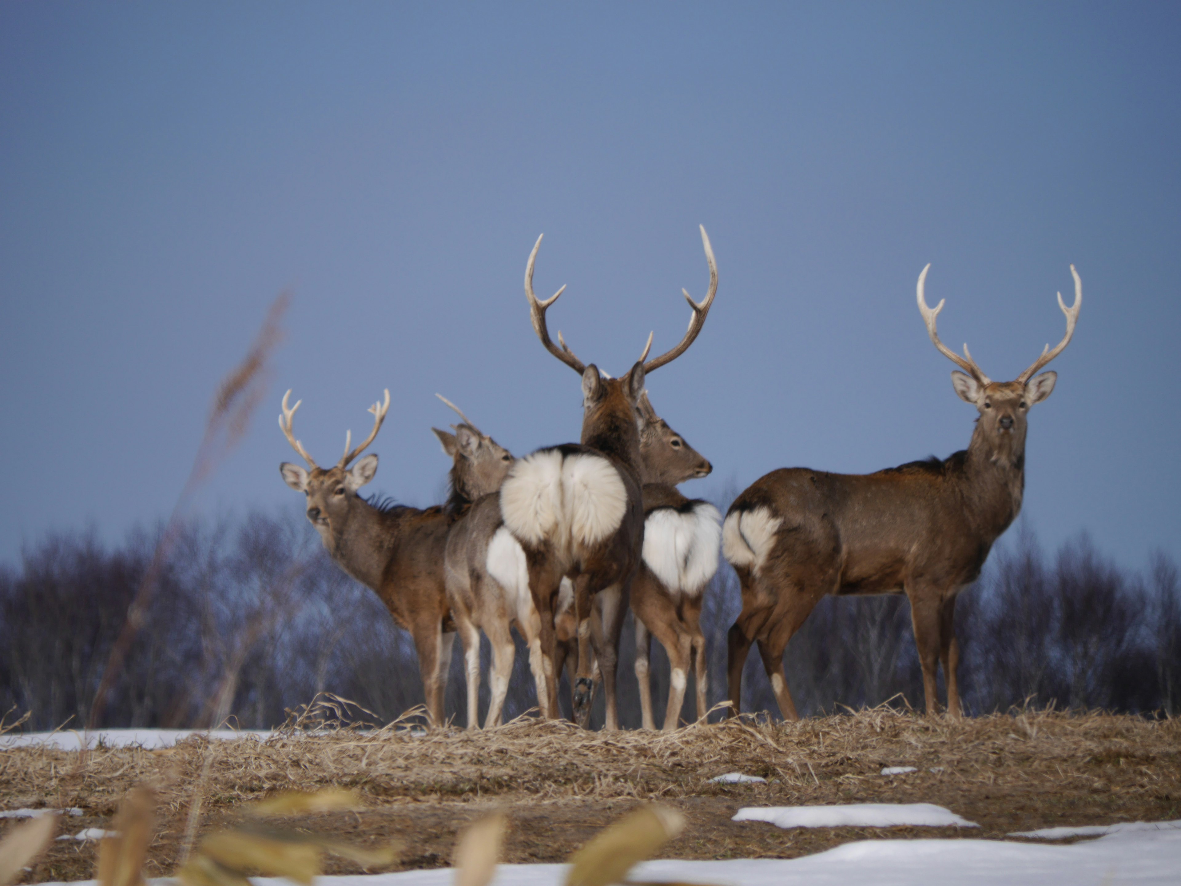 Group of deer standing on a snowy field in winter