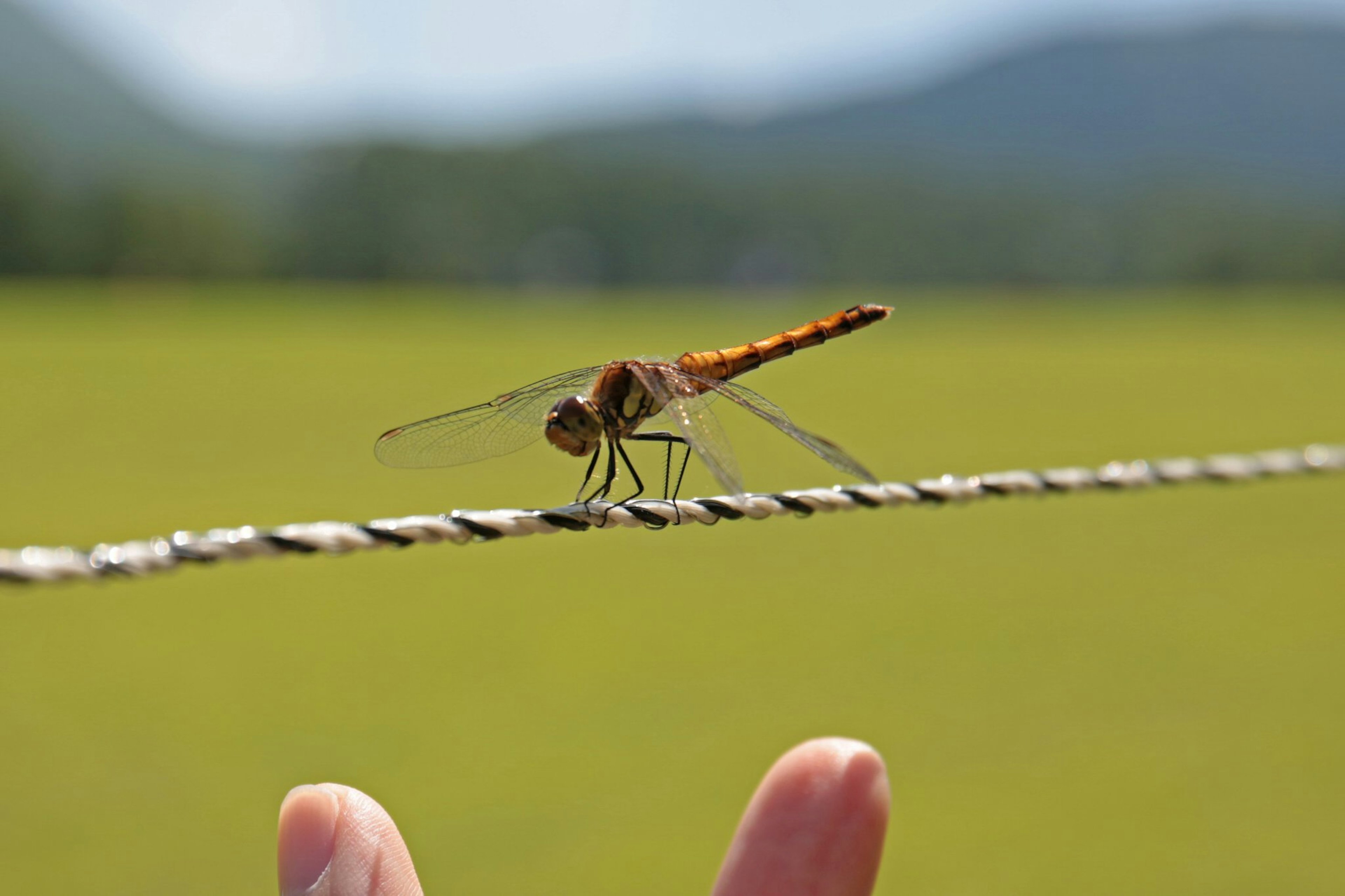 Dragonfly perched on a wire with a hand in the background