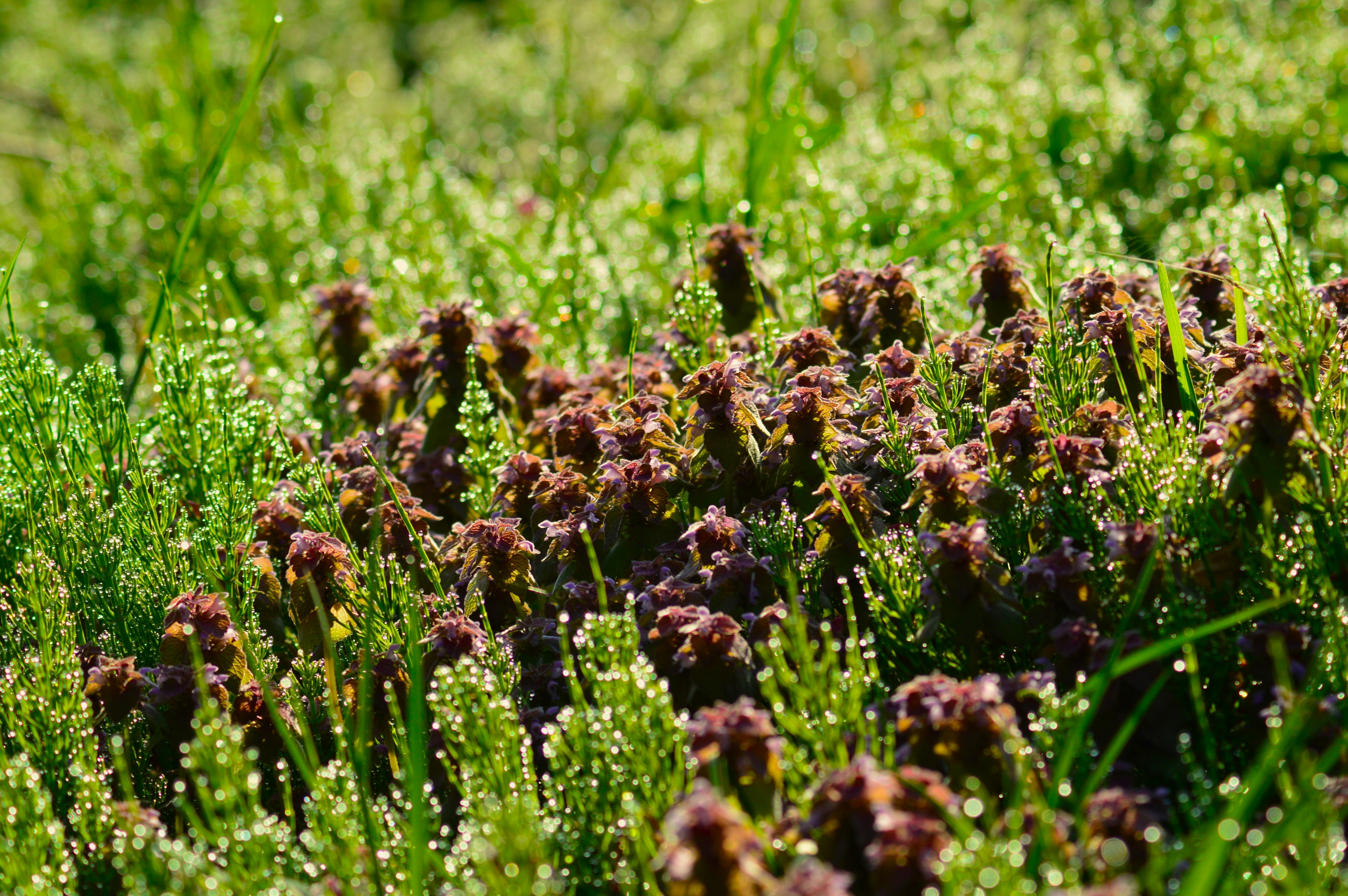 Ansammlung von lila Blumen in üppigem grünem Gras