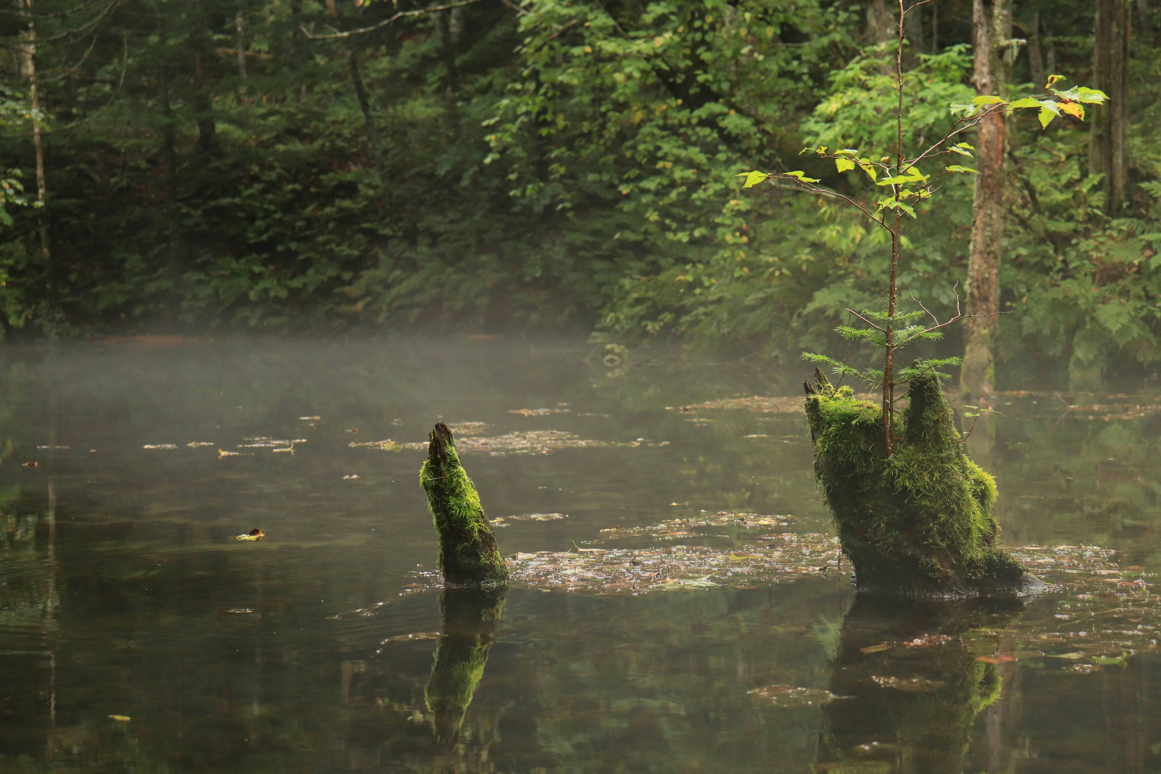 Moss-covered stumps in a tranquil wetland shrouded in mist