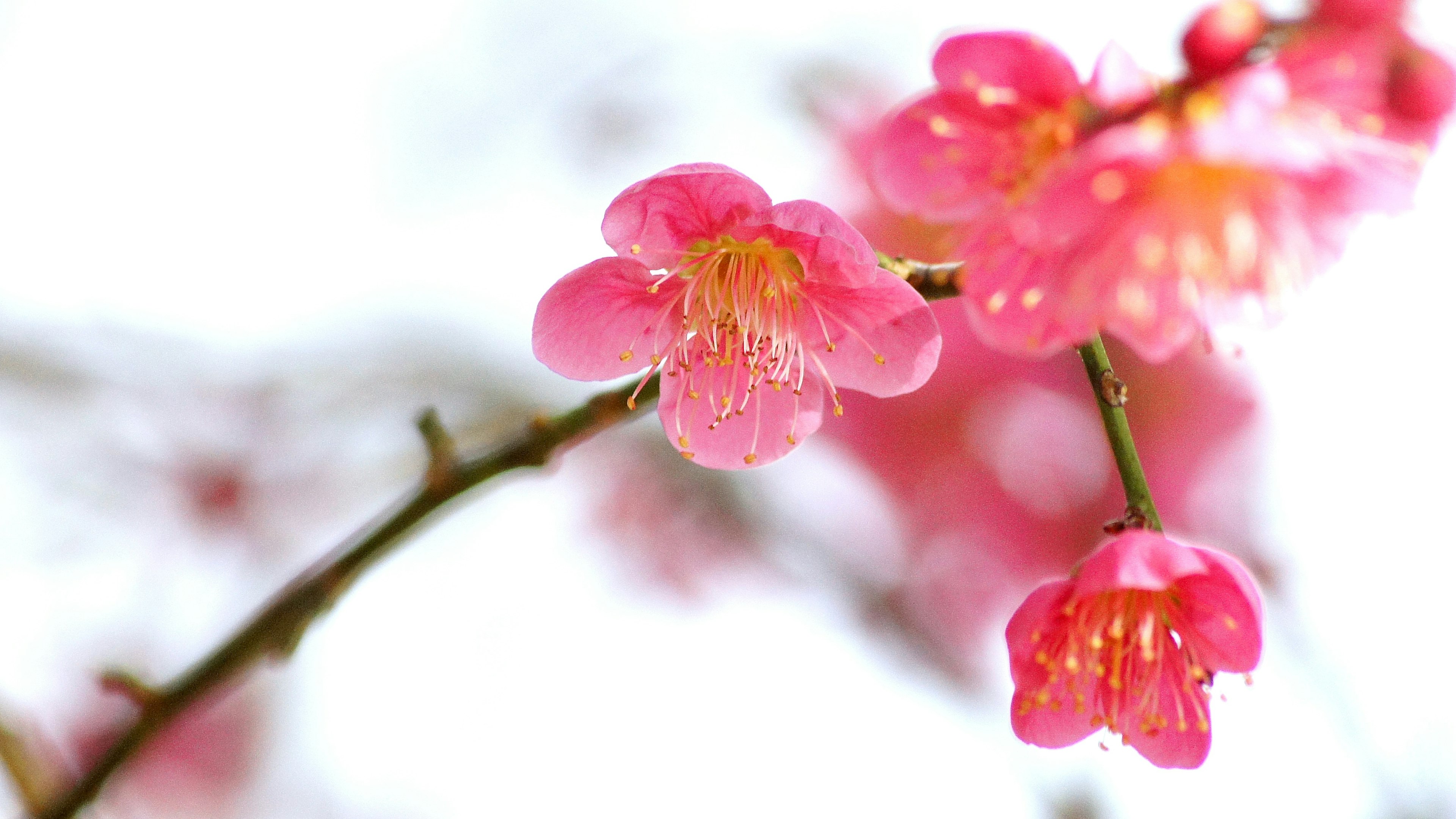 Gros plan sur des fleurs roses sur une branche avec des gouttes d'eau