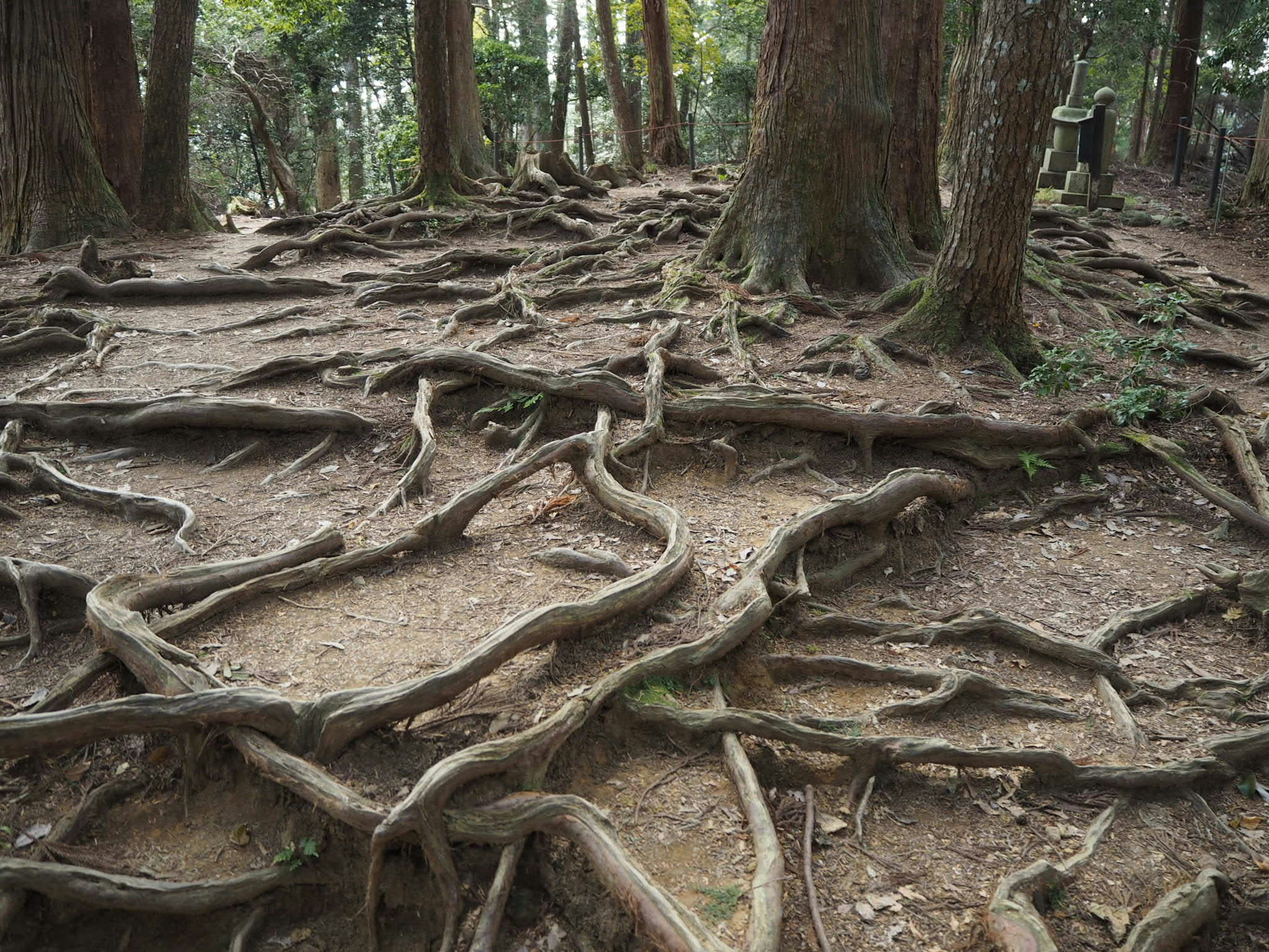 森の中に広がる木の根の複雑なパターン