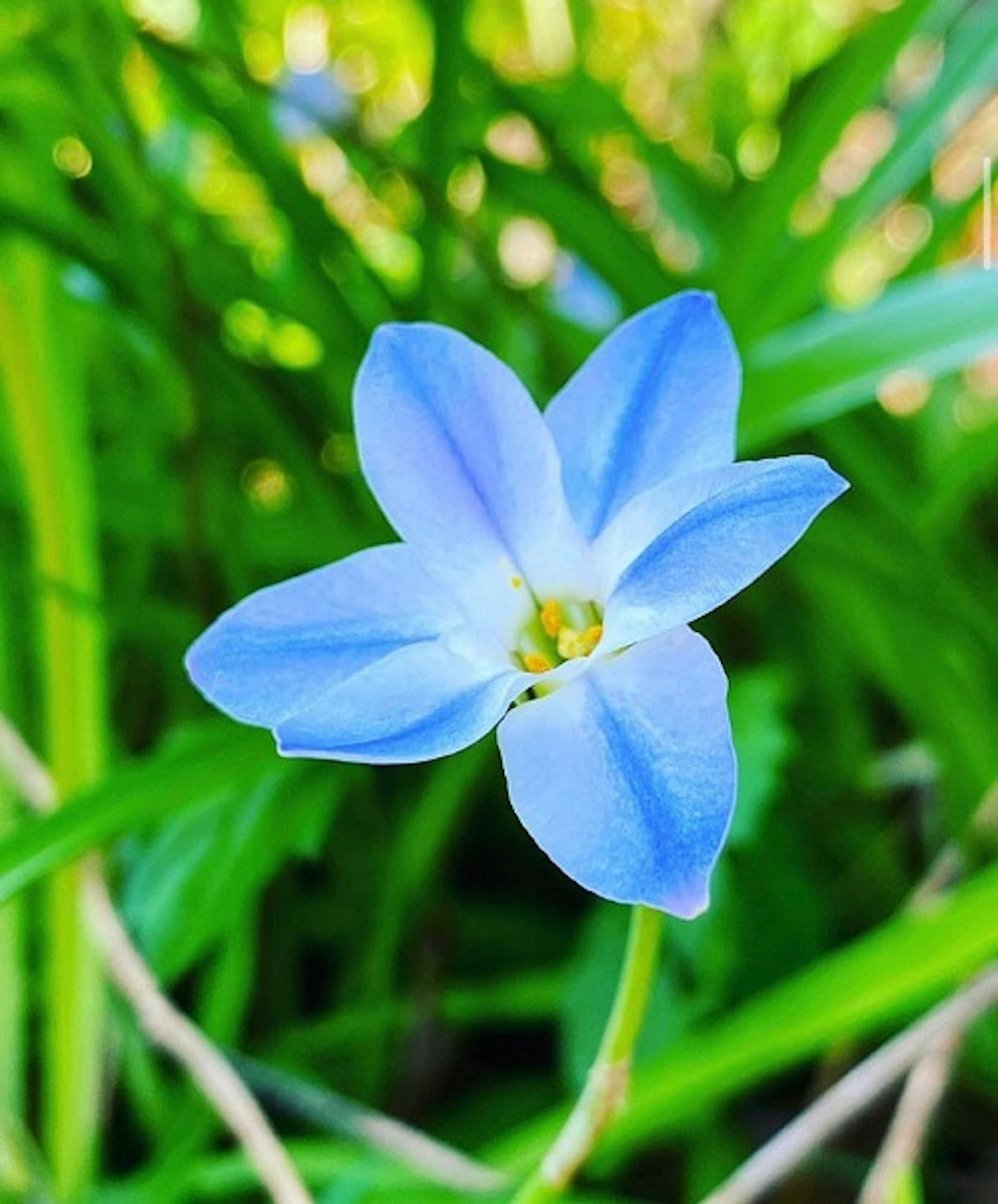 Eine blaue Blume, die zwischen grünem Gras blüht