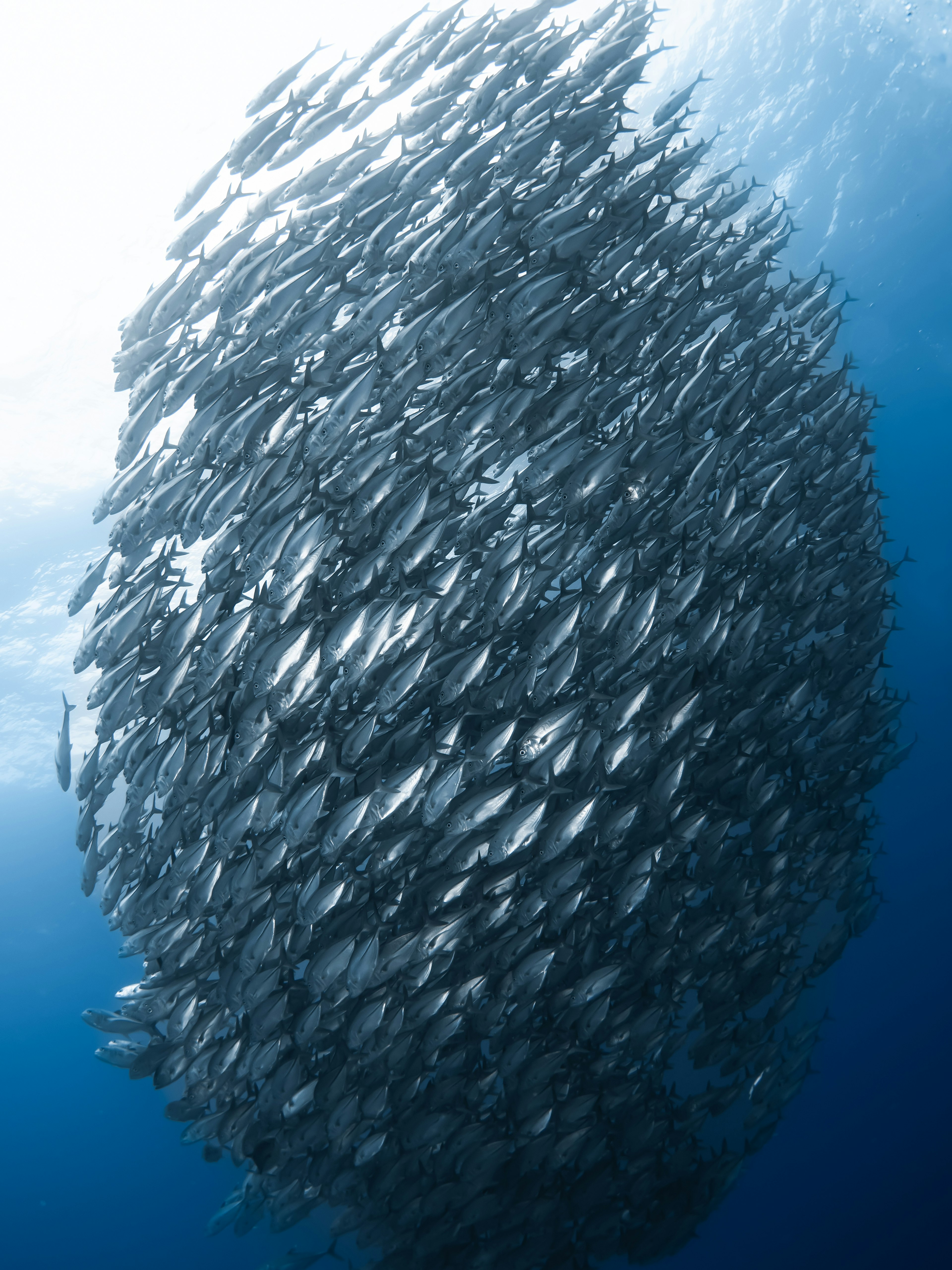 青い海の中で群れを成す魚の群れの美しい姿