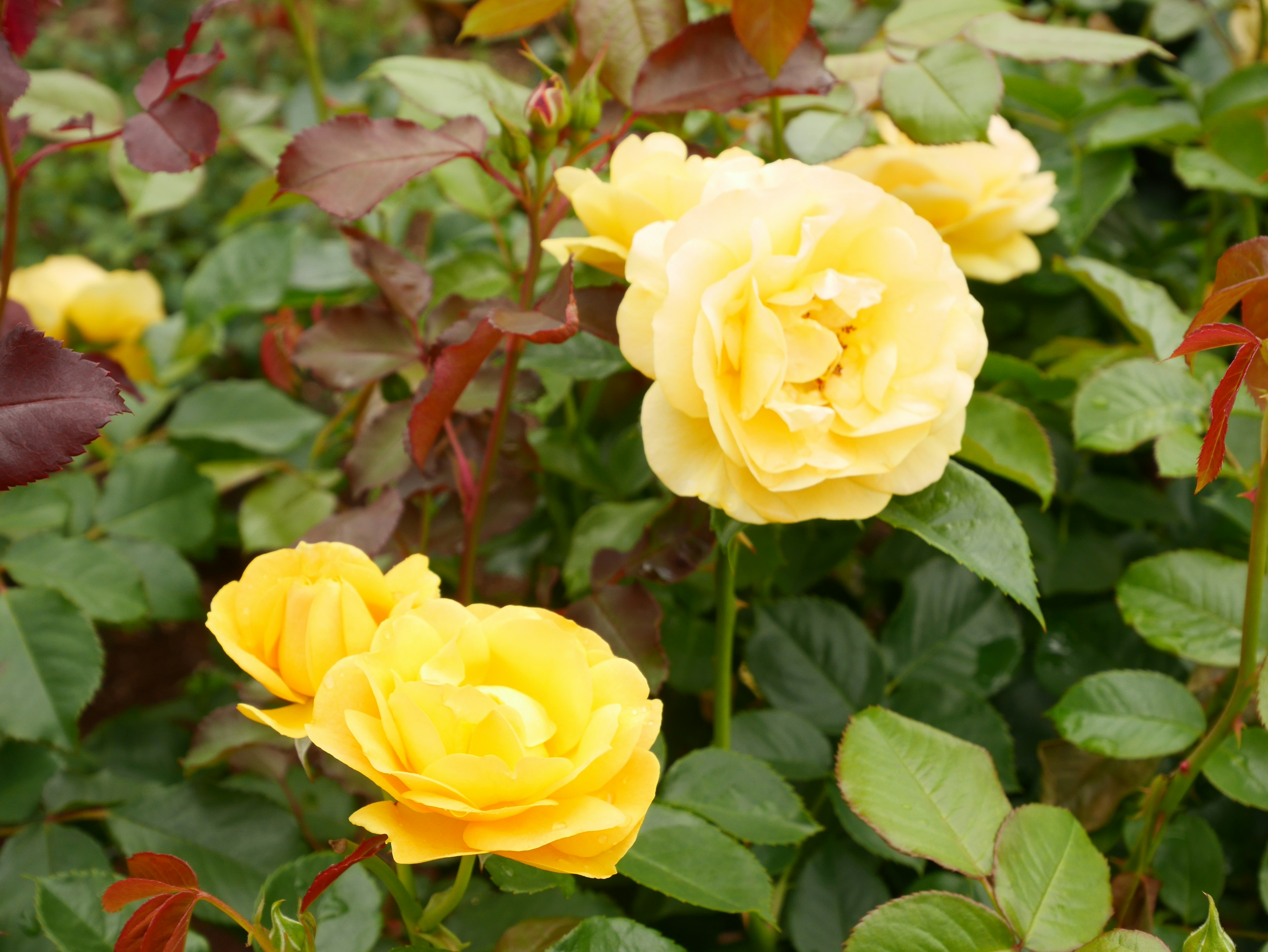 Un affichage vibrant de roses jaunes en fleurs dans un jardin