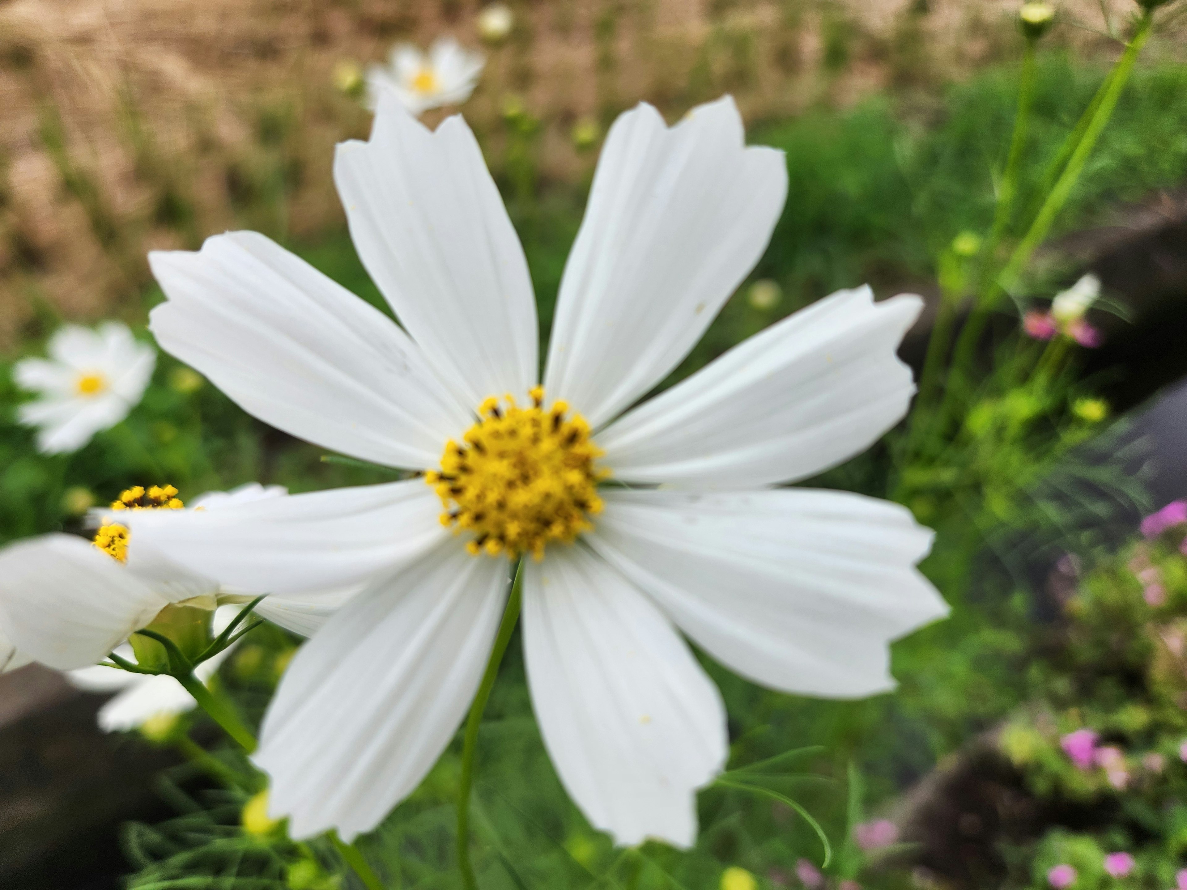 白い花びらと黄色い中心を持つコスモスの花