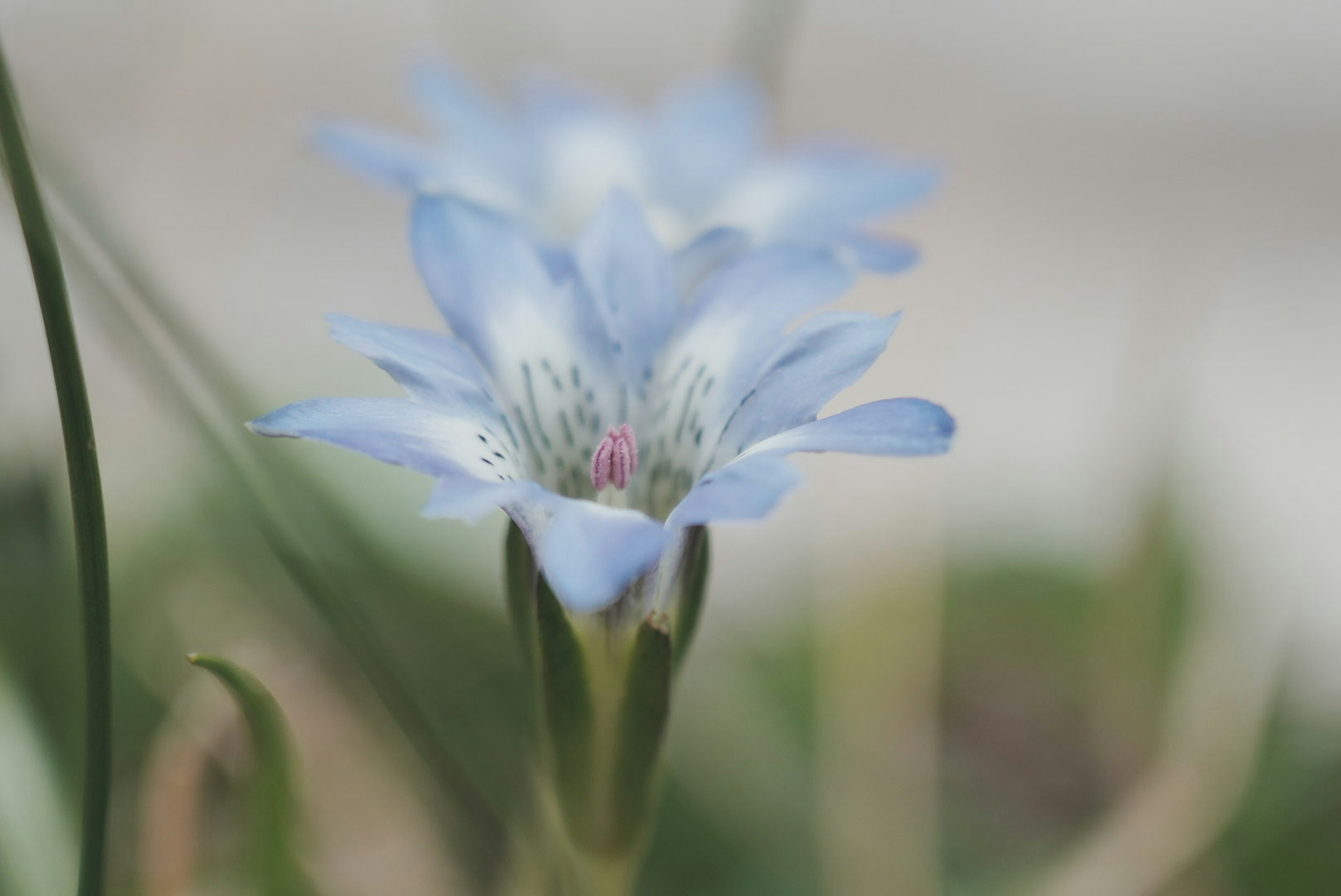 Nahaufnahme einer blauen Blume mit einem schlanken grünen Stängel