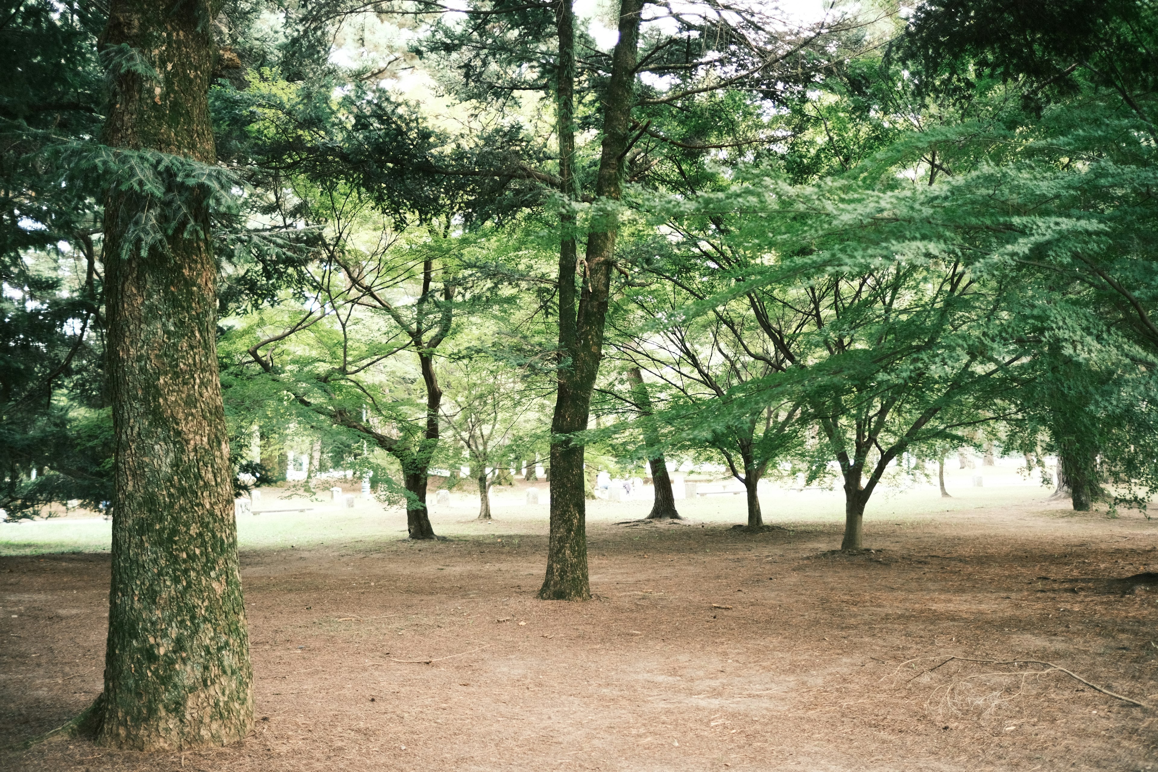 Eine ruhige Parklandschaft mit üppigen grünen Bäumen und weichem braunem Boden