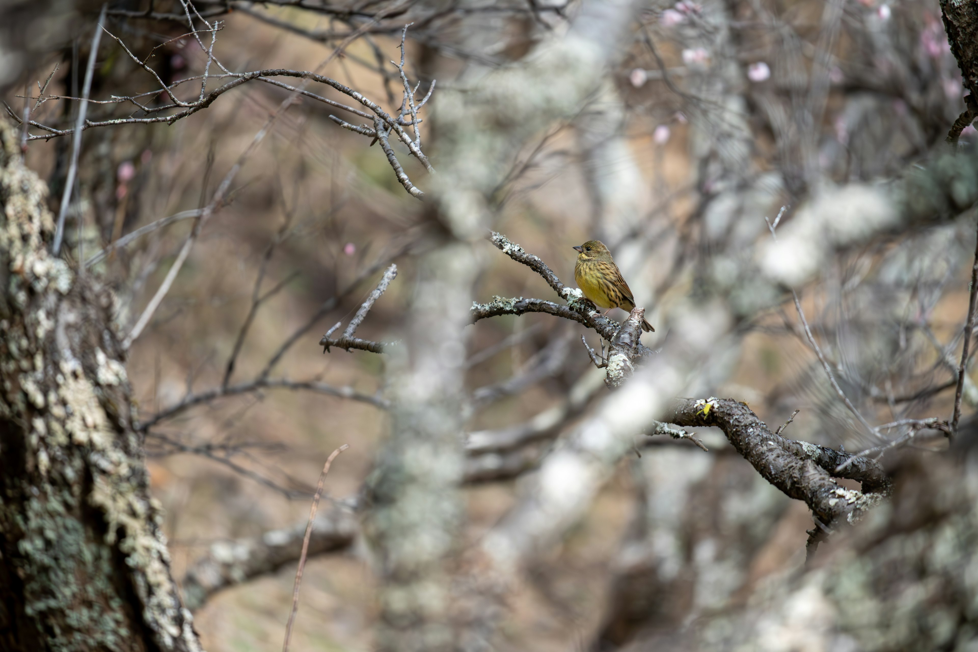 Bild eines kleinen Vogels, der auf einem Ast sitzt, umgeben von verschwommenen Bäumen