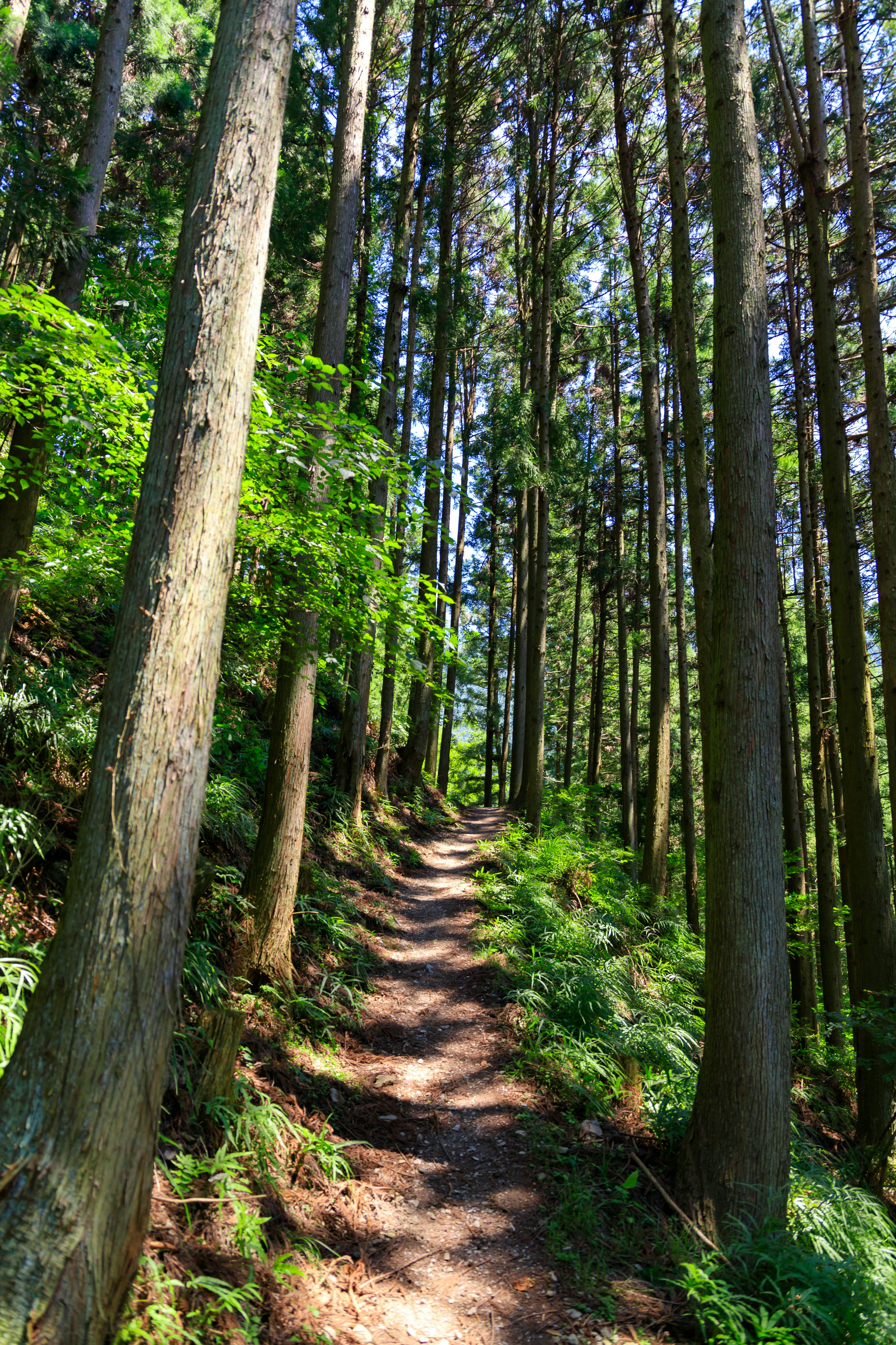 Jalan berliku di tengah hutan yang rimbun