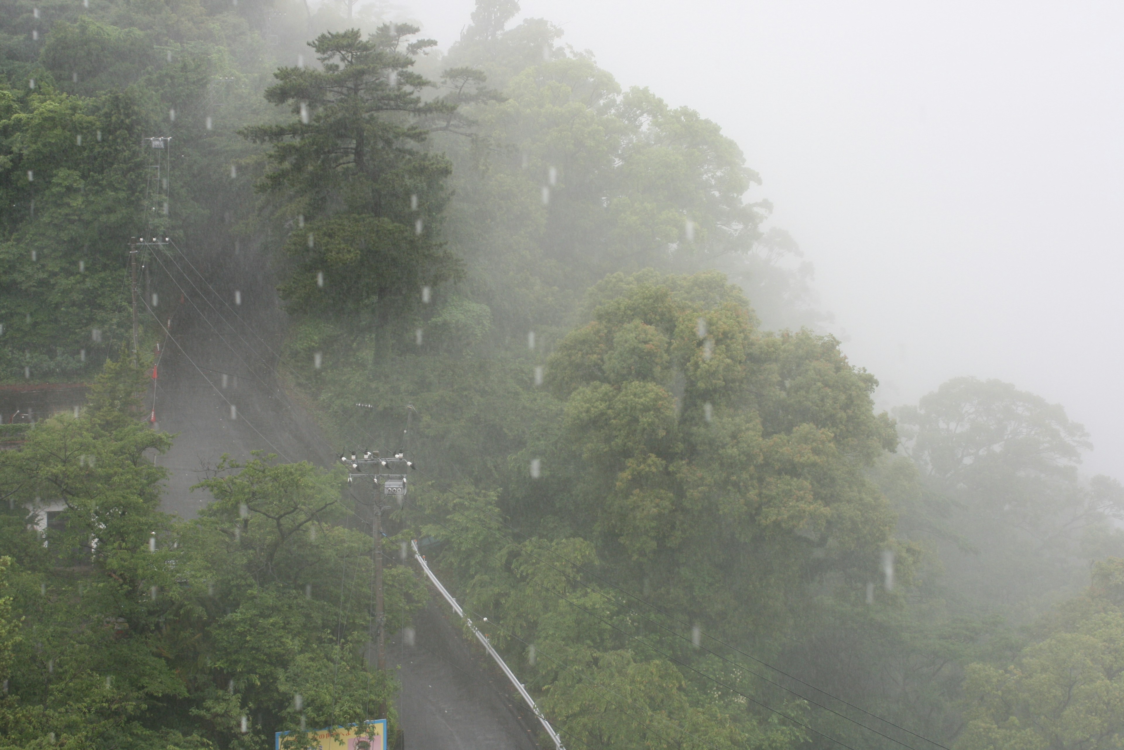 Lush green trees shrouded in fog with a winding road