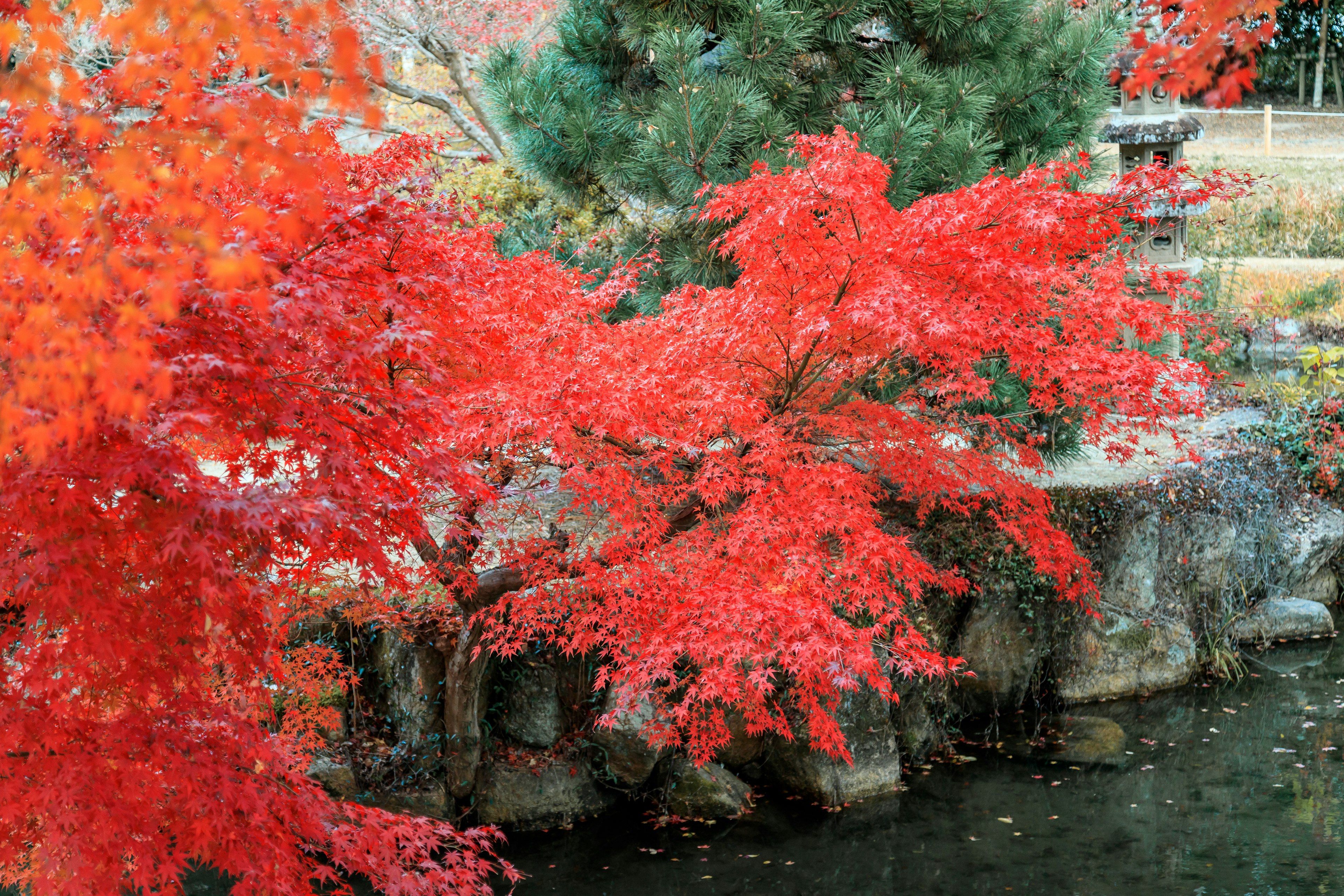 Daun maple merah cerah yang memantulkan di tepi air