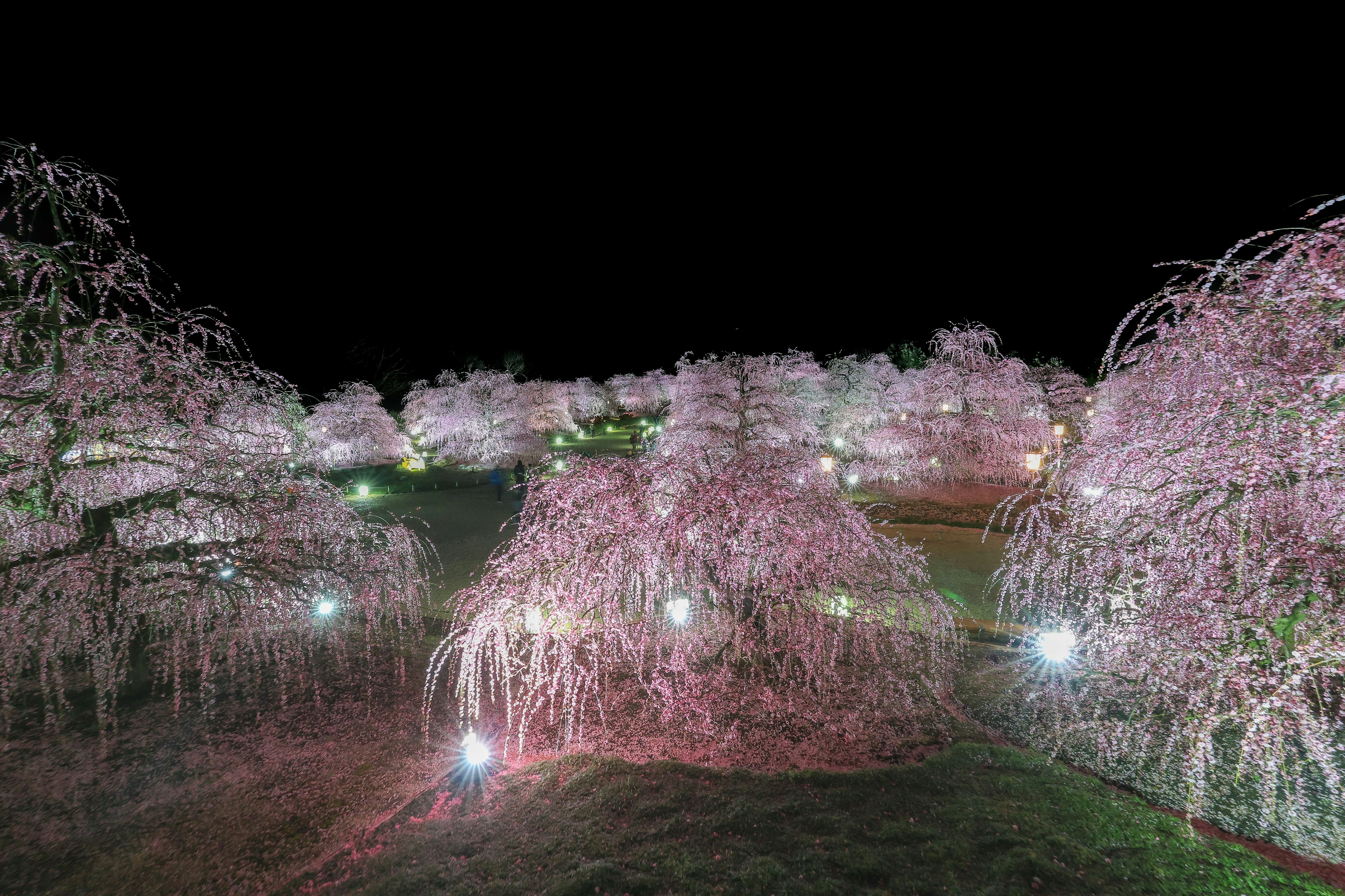 夜の中でライトアップされた桜の木々が広がる幻想的な風景