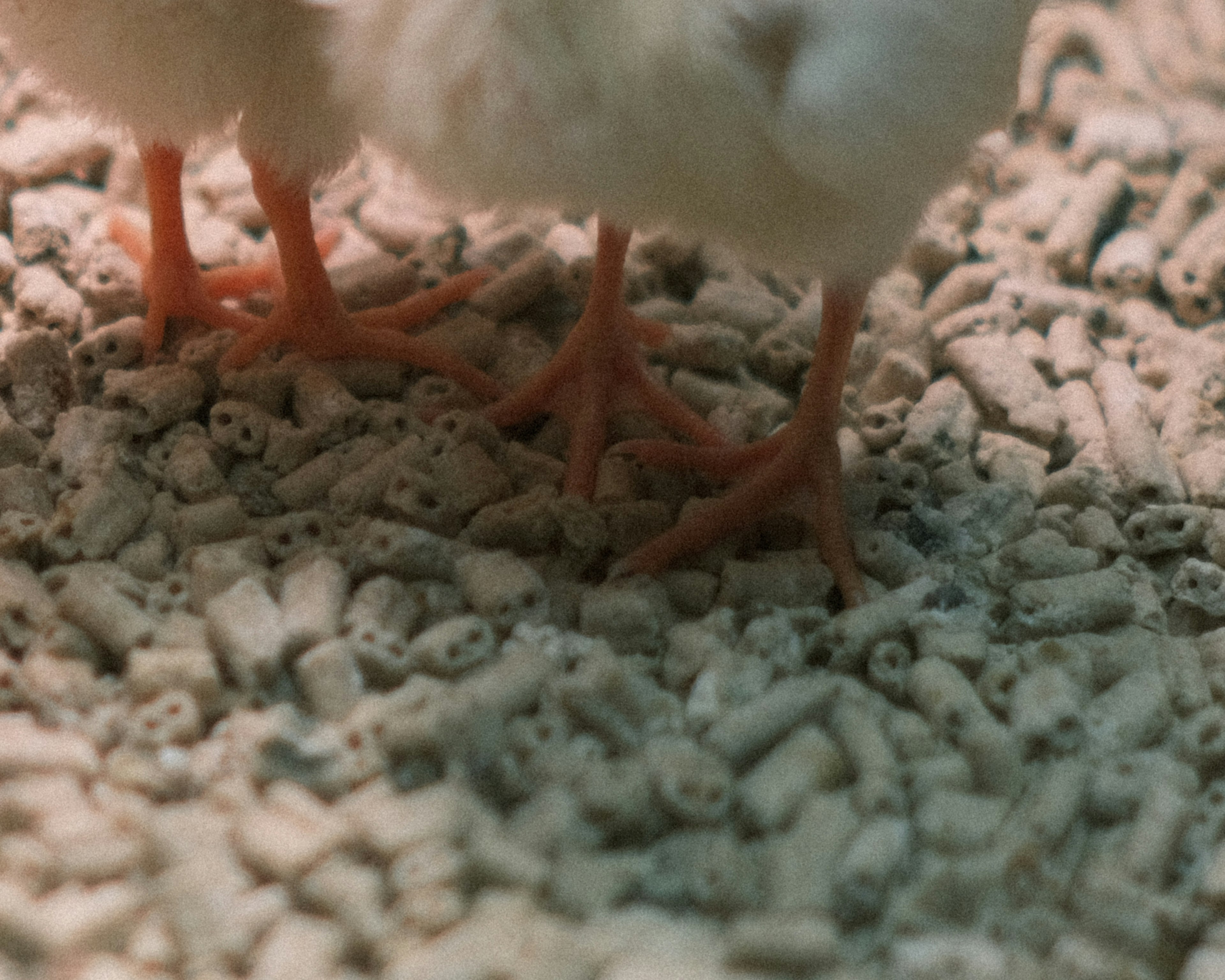 Feet of white chicks standing on a bed of feed