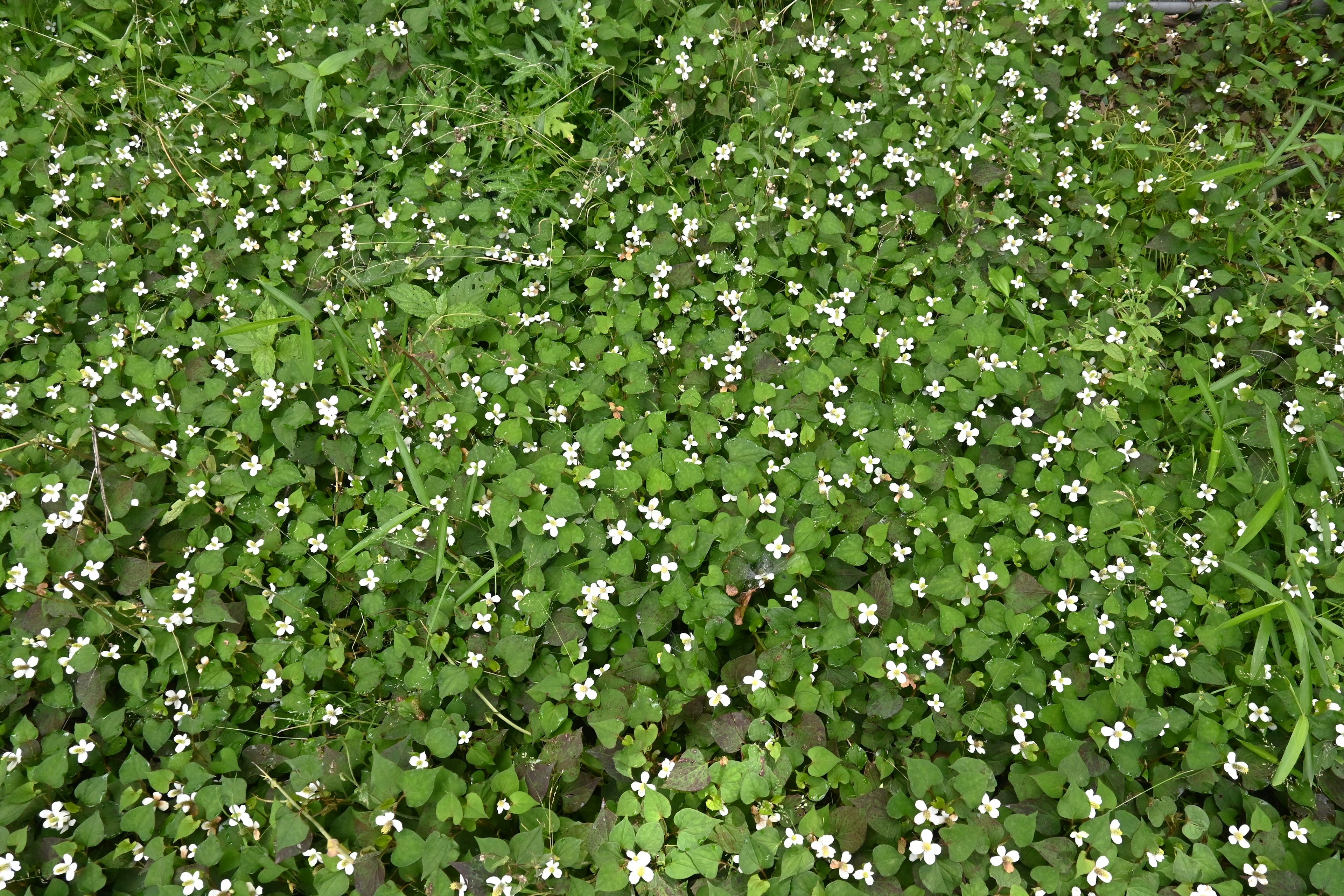 Ein Feld mit kleinen weißen Blumen, die zwischen üppigem grünem Laub verstreut sind