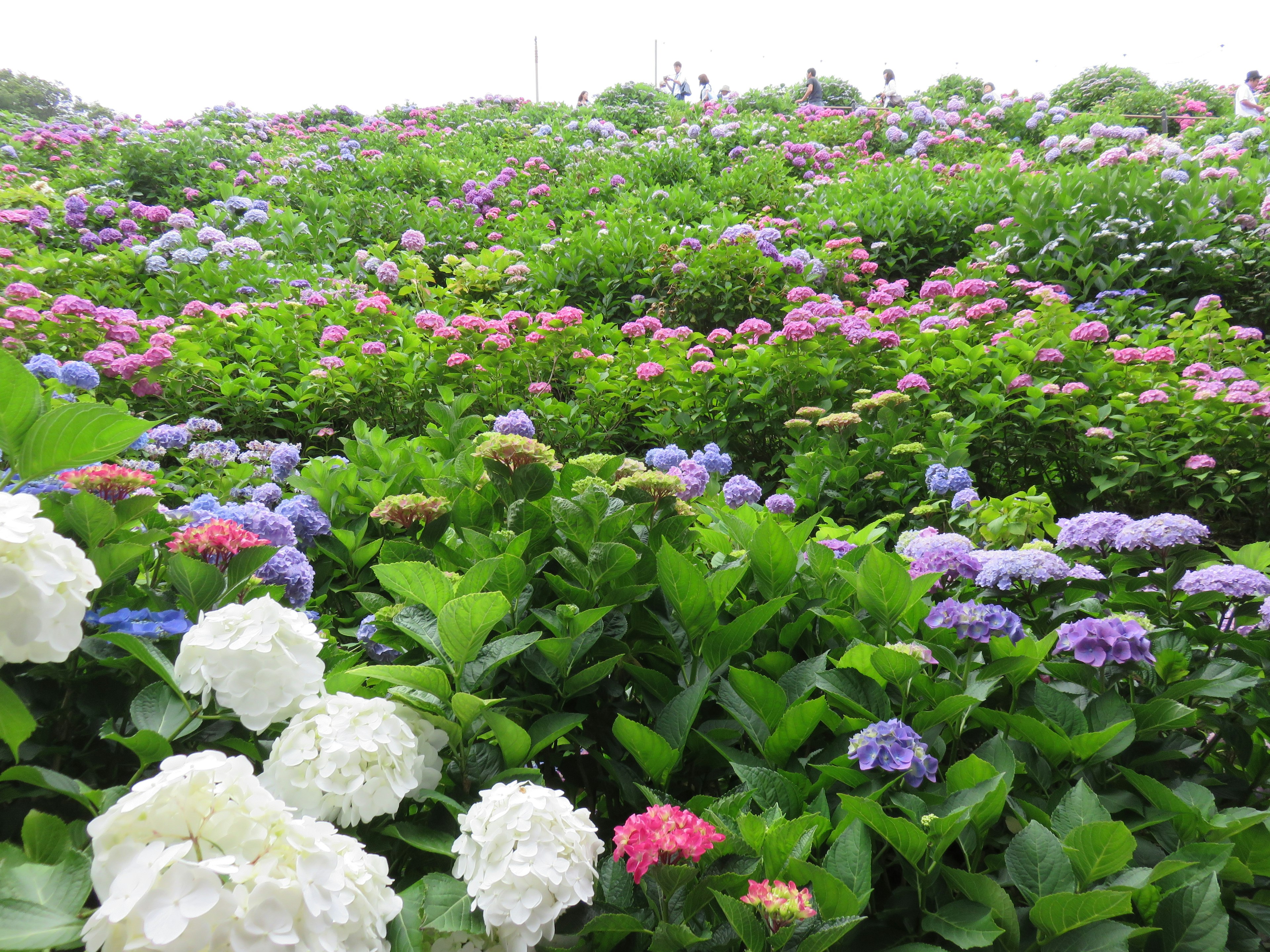 Hortensias vibrantes de varios colores floreciendo en un paisaje exuberante