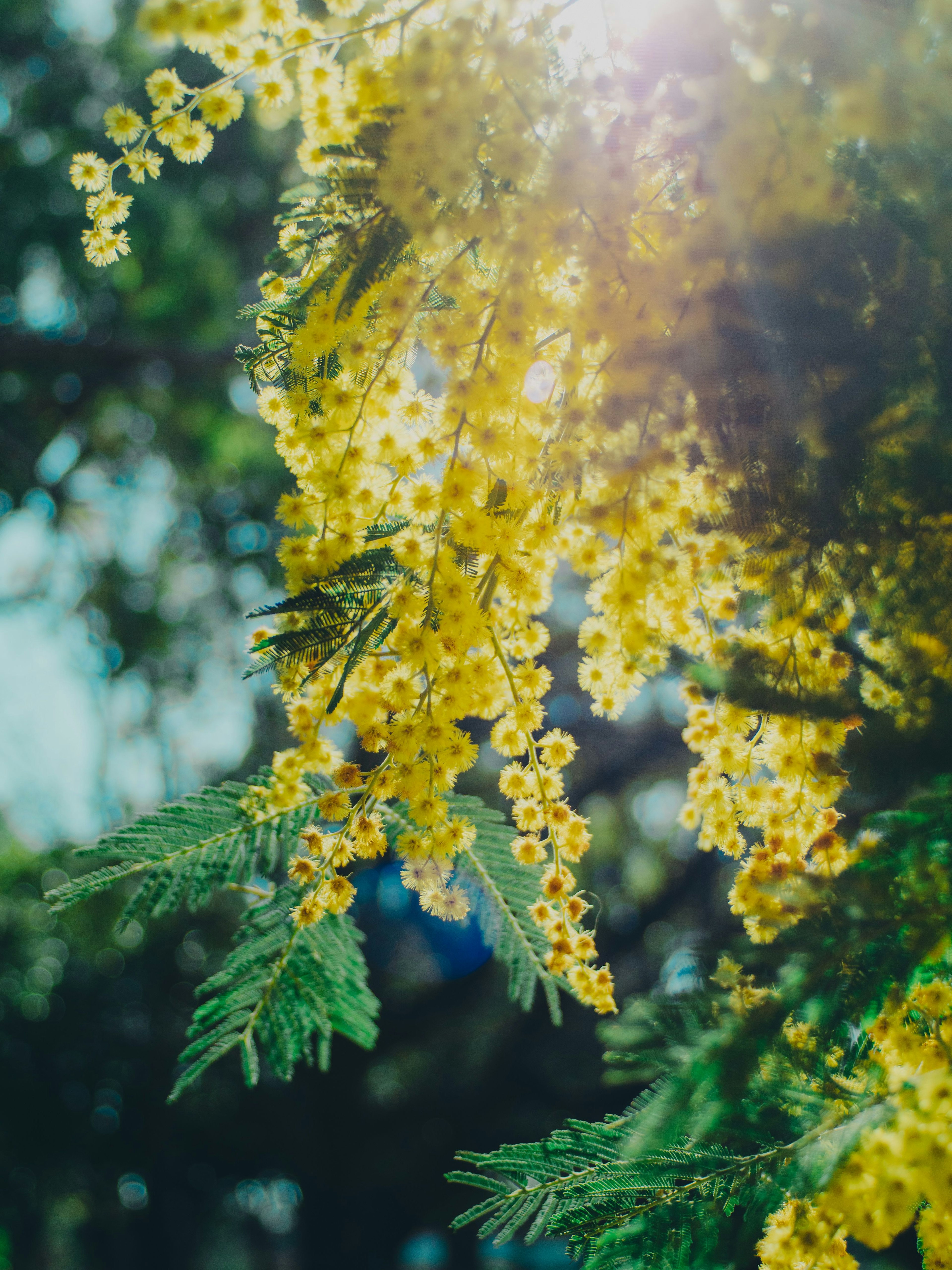 鮮やかな黄色のミモザの花が太陽の光を浴びている