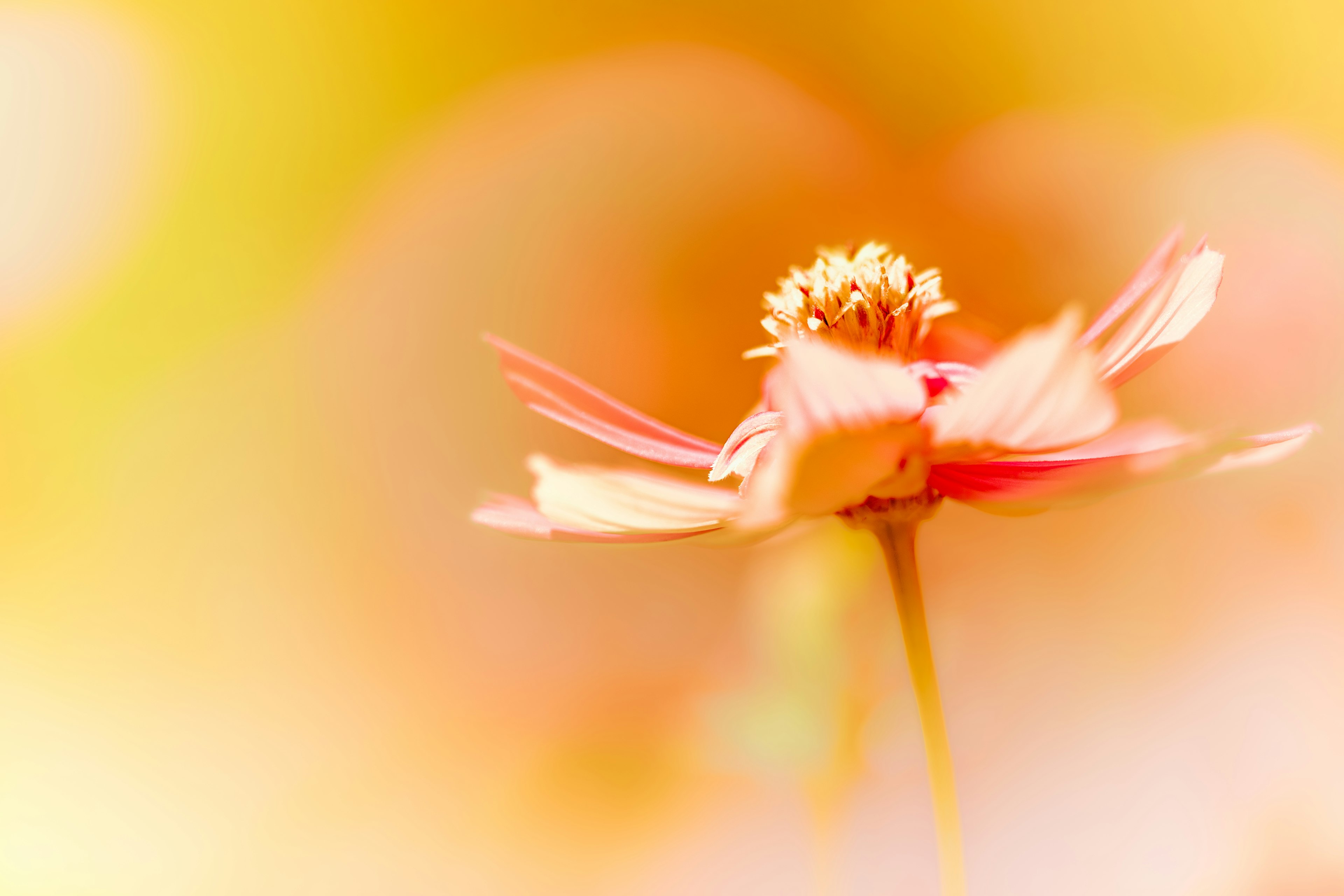 photo-ni71eH8gFJps4N3VLCfy-image