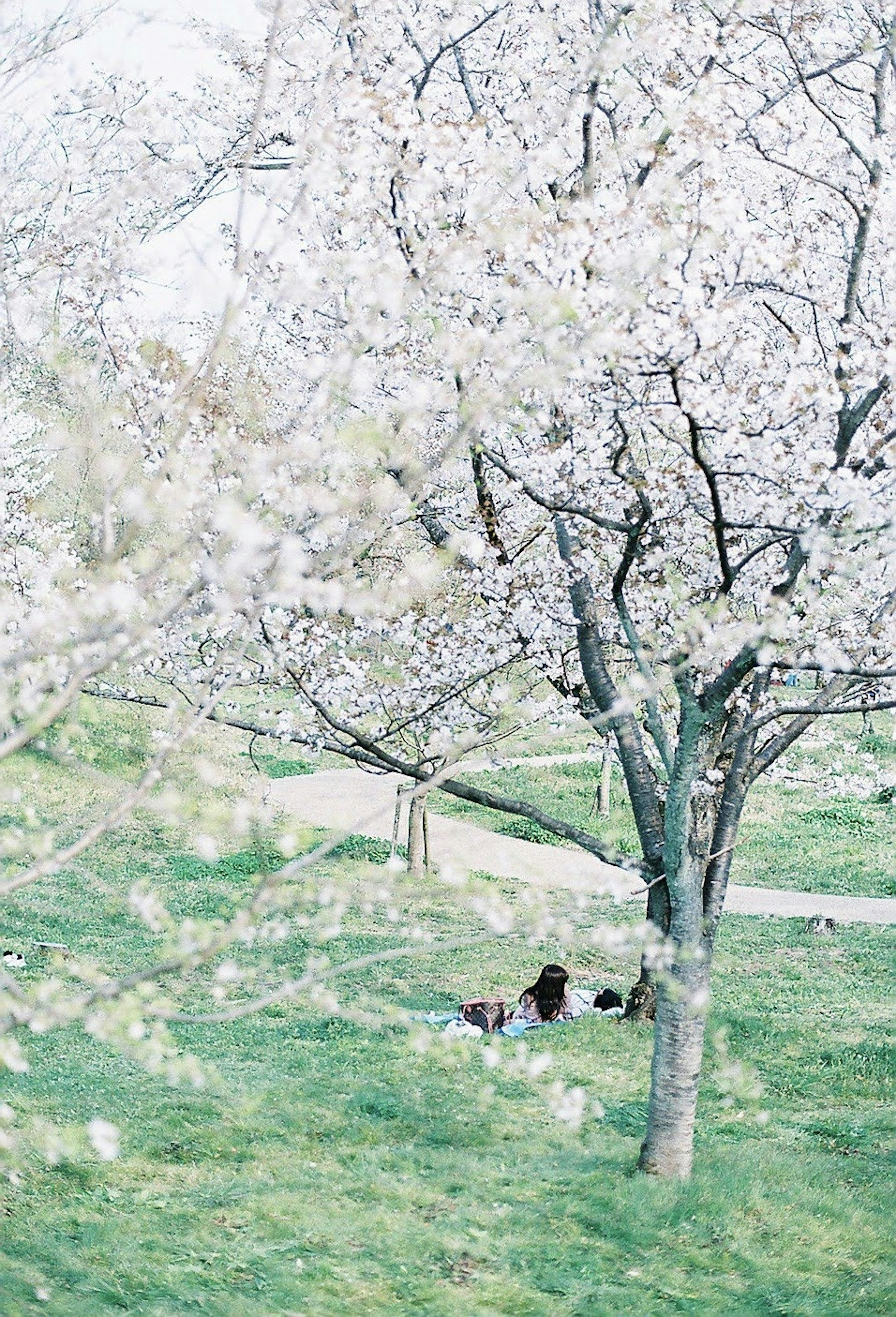 Orang-orang duduk di bawah pohon sakura dengan bunga putih