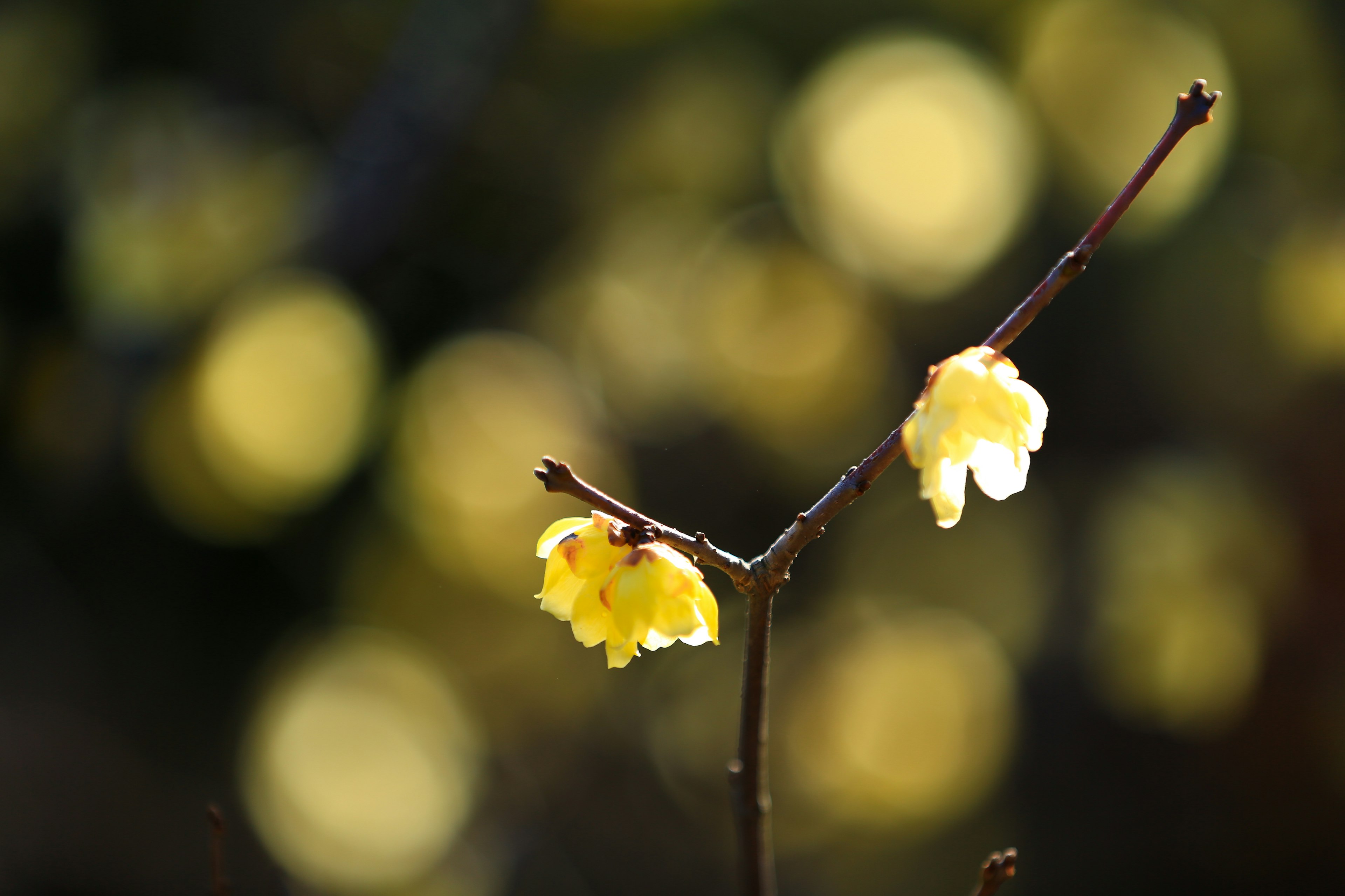 Close-up of a branch with yellow flowers blurred background