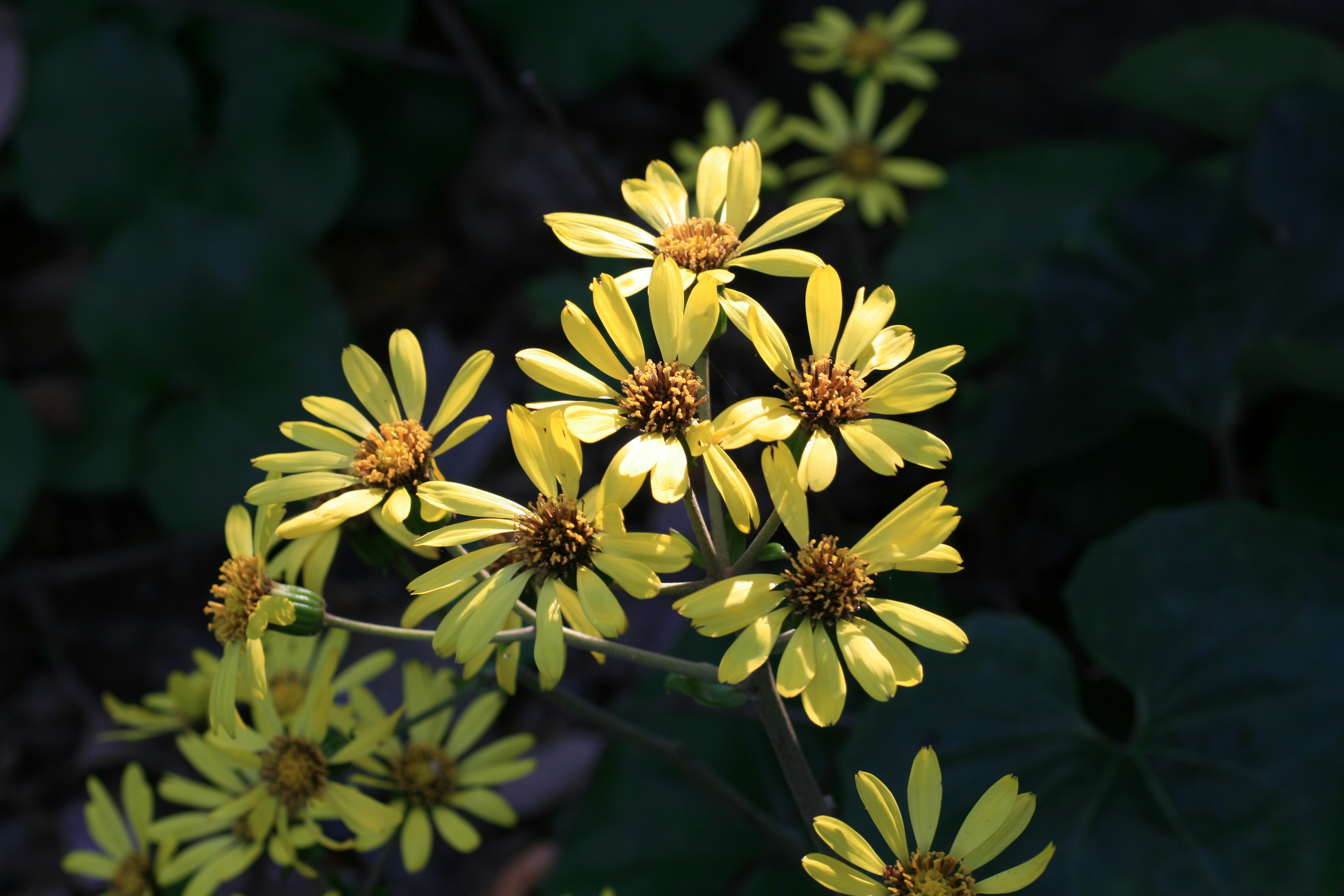 Massa di fiori gialli brillanti su uno sfondo scuro