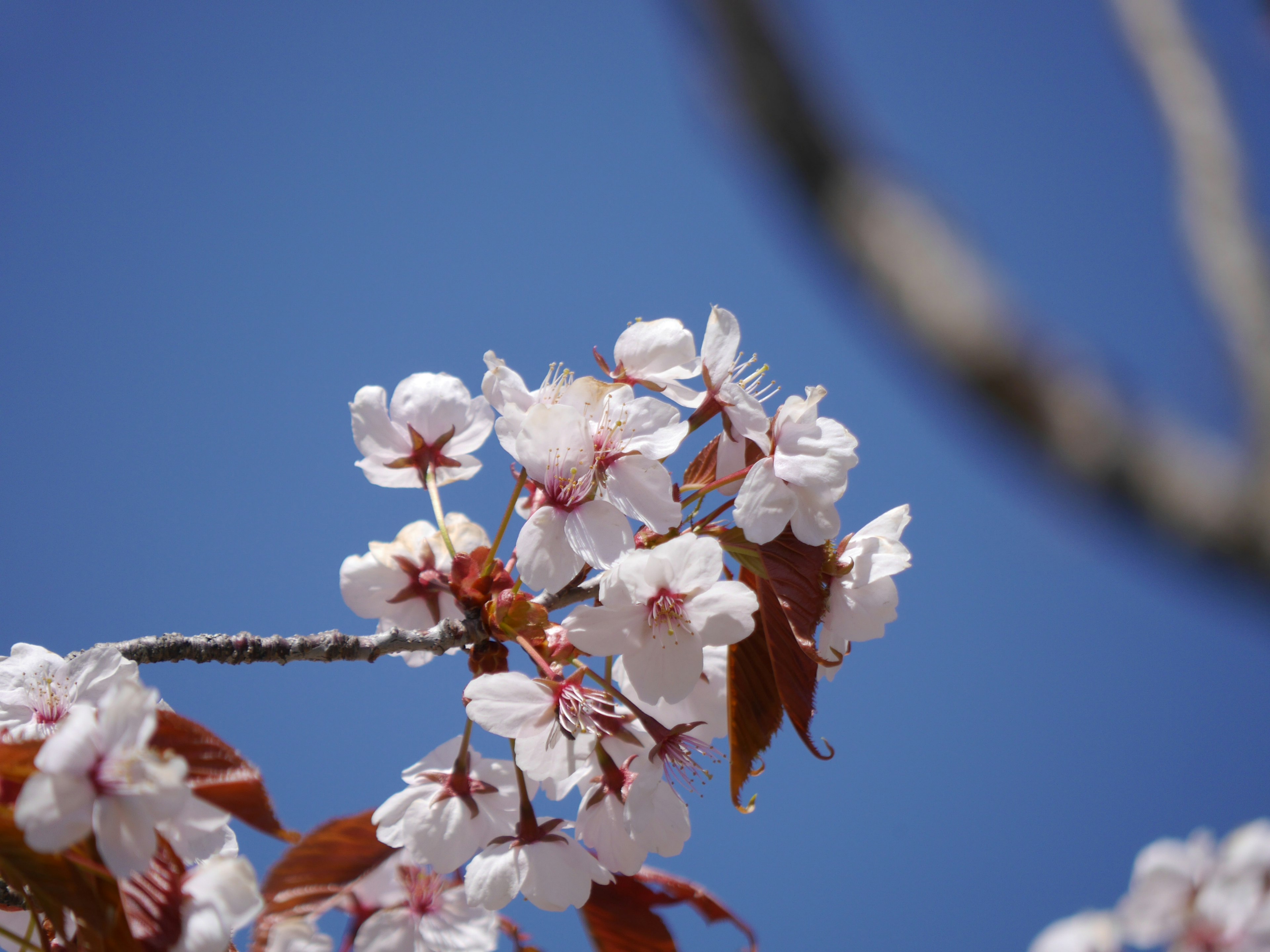 Flores de cerezo y hojas contra un cielo azul