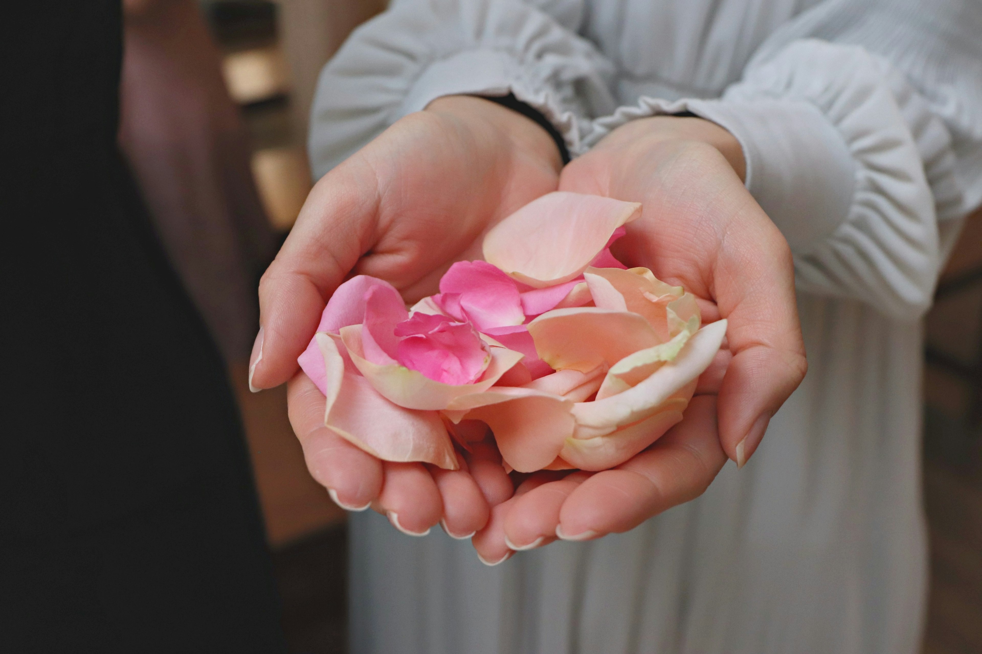 Hands holding a variety of colorful rose petals