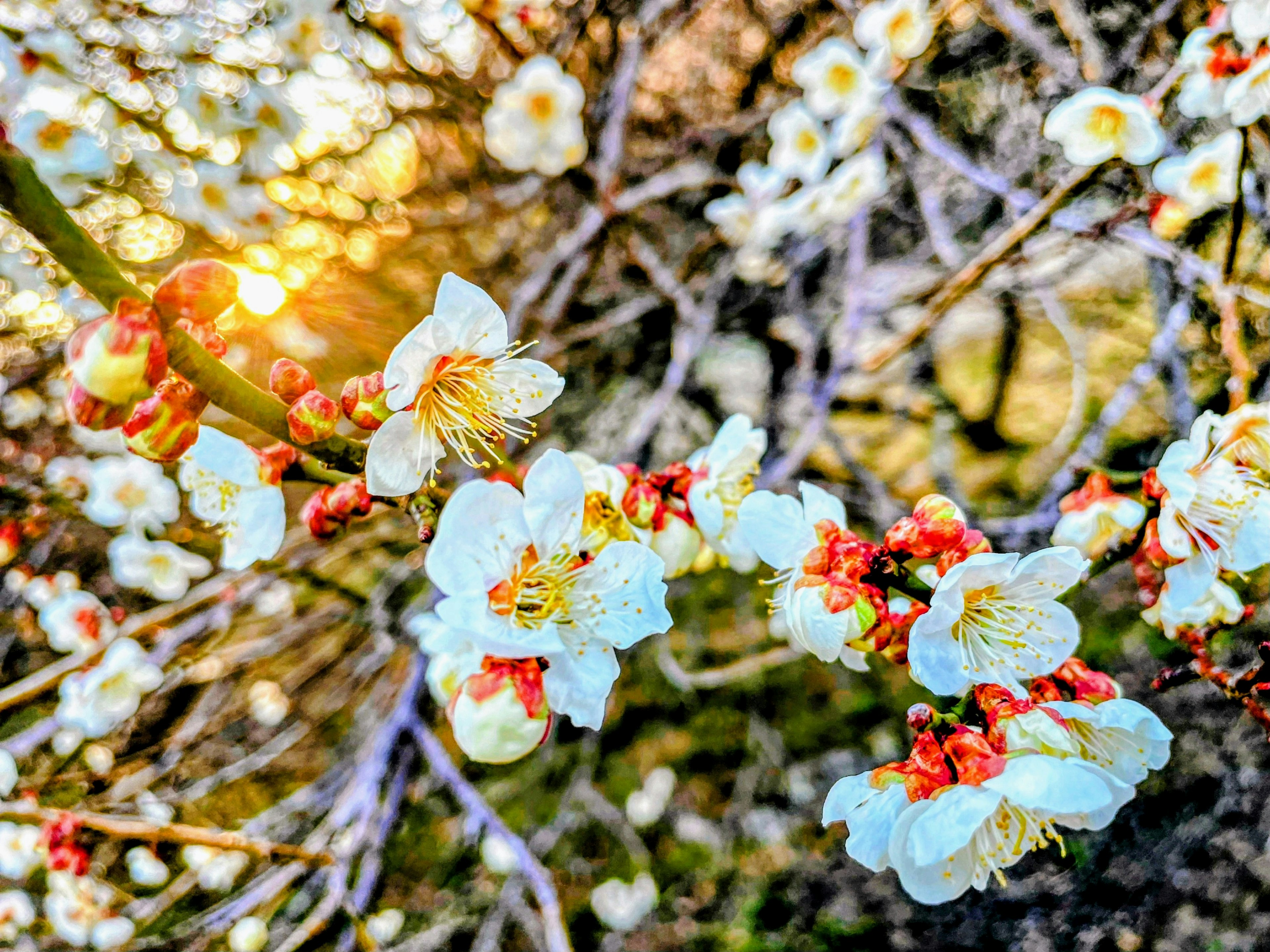 Schöne weiße Blüten und rote Knospen an einem Pflaumenbaumzweig mit Sonnenlicht