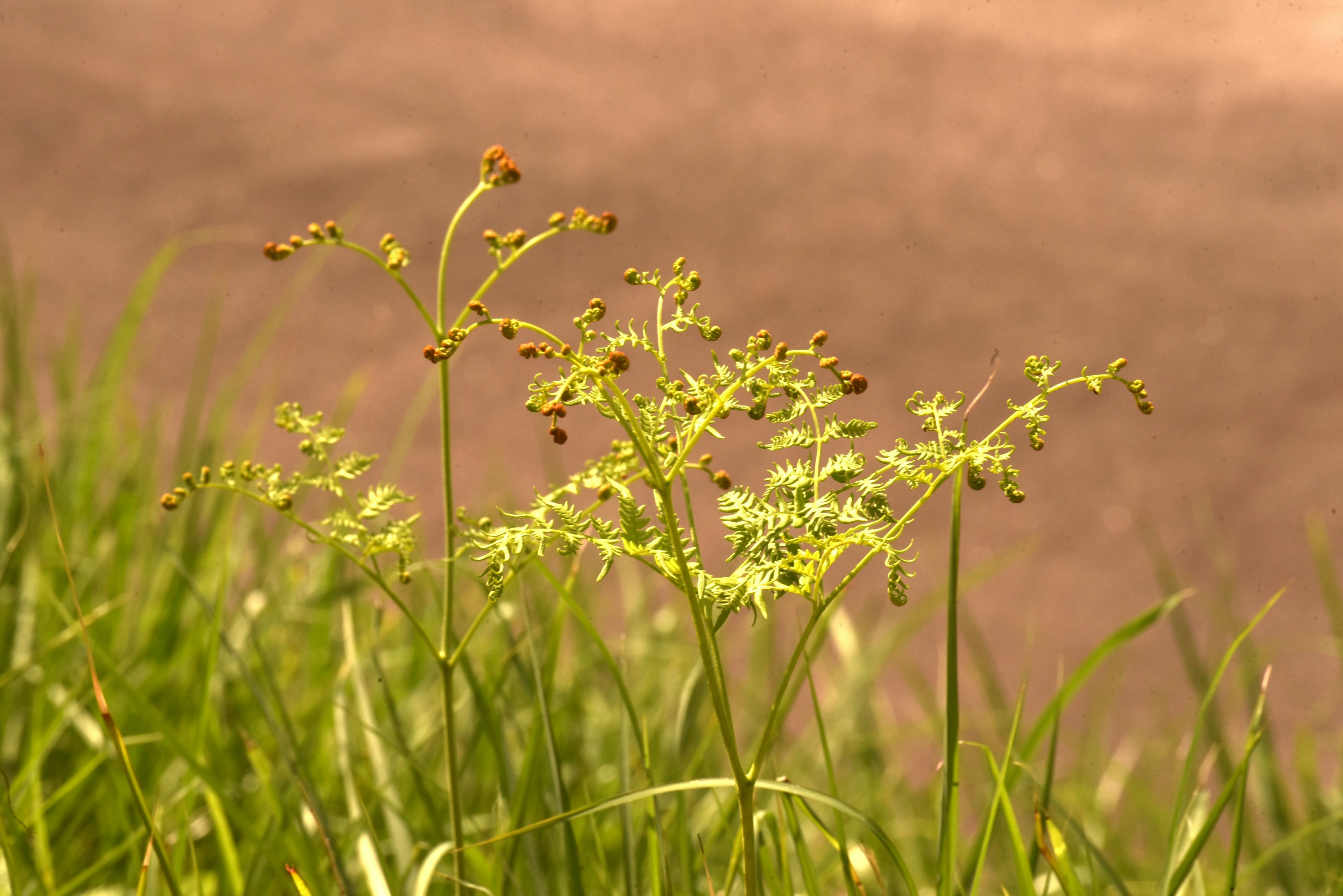 Cluster of slender plants growing among grass