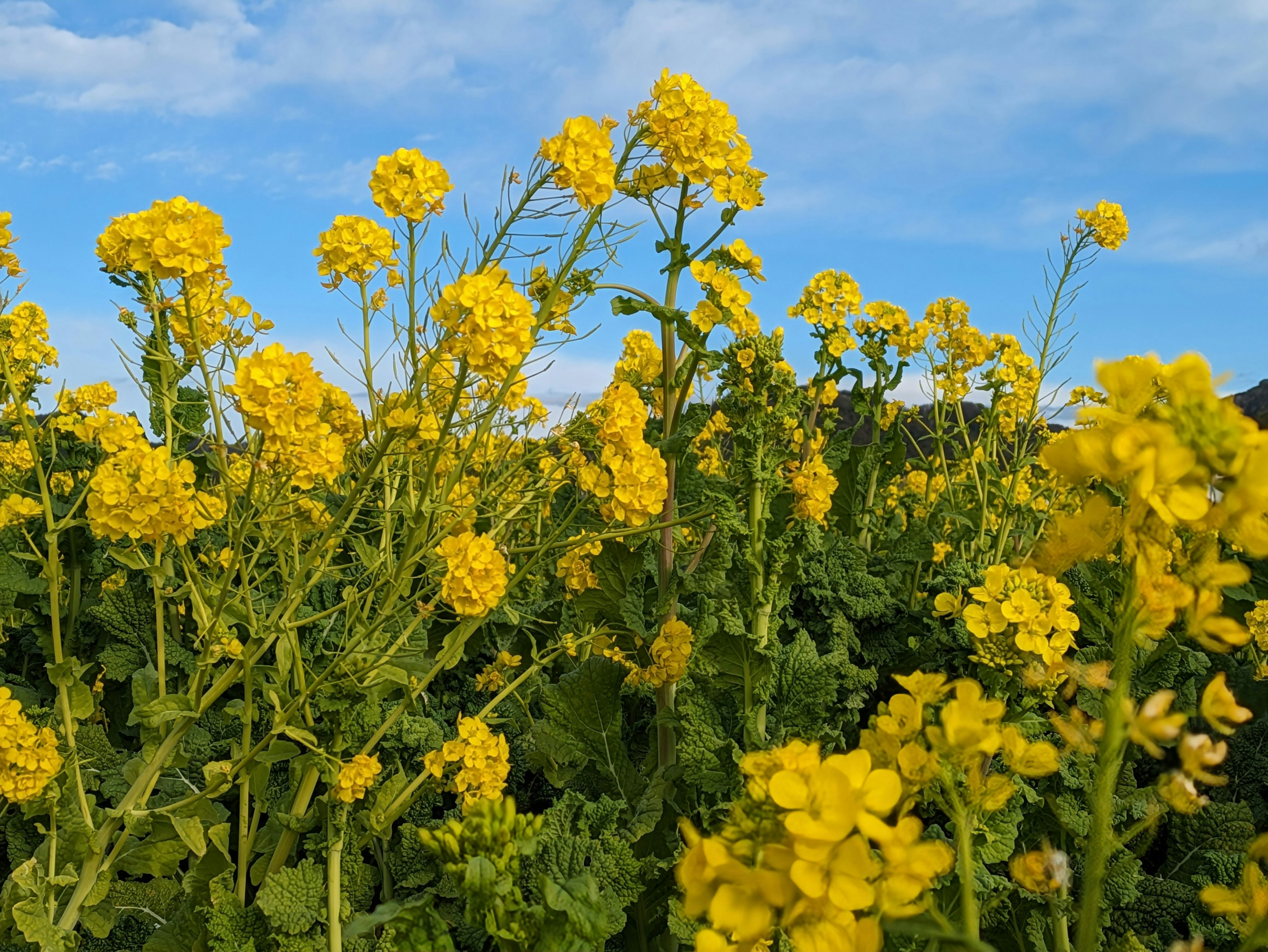 Campo de flores de colza amarillas bajo un cielo azul